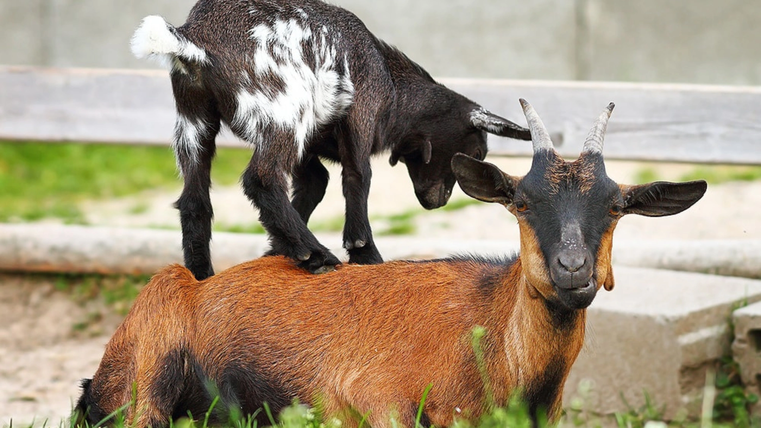 goat symbolism