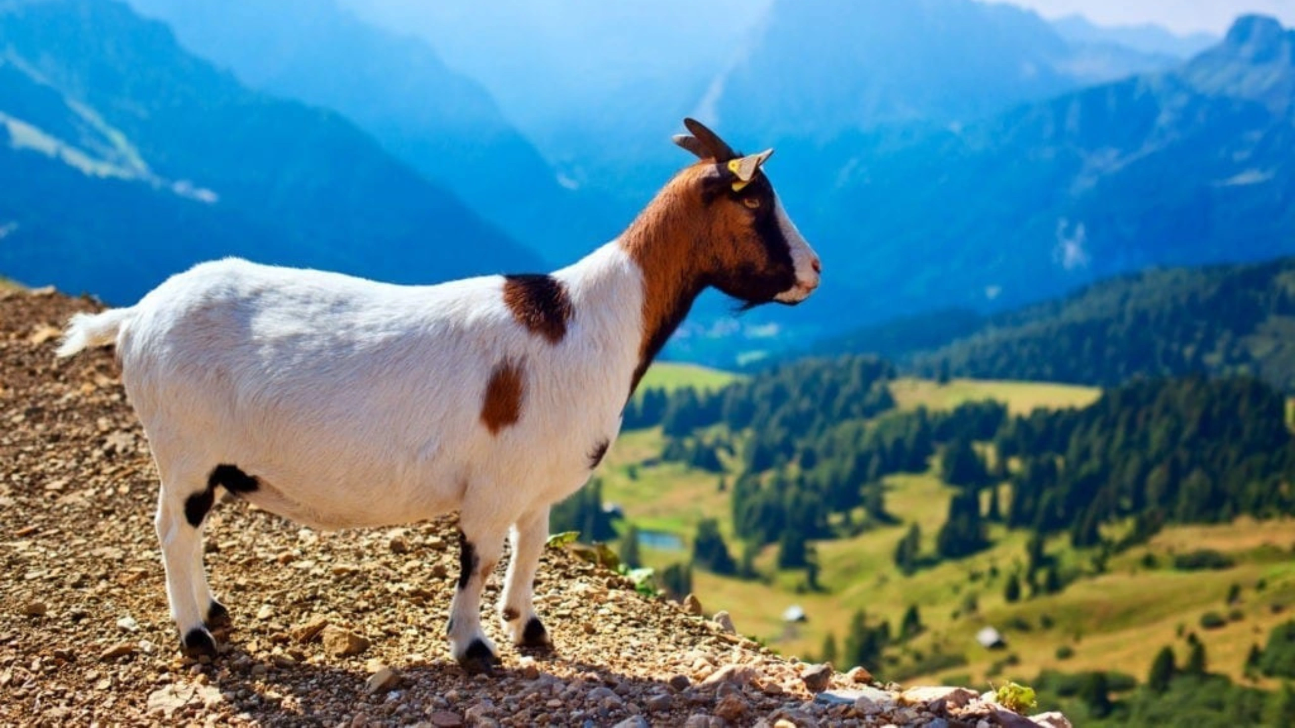goat symbolism