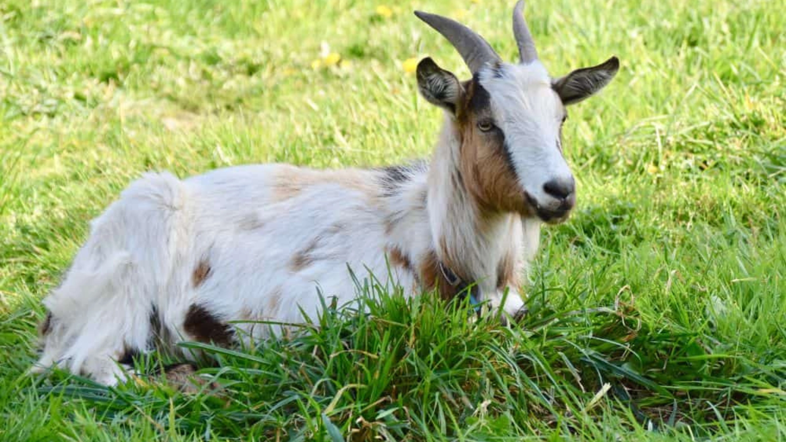 goat symbolism