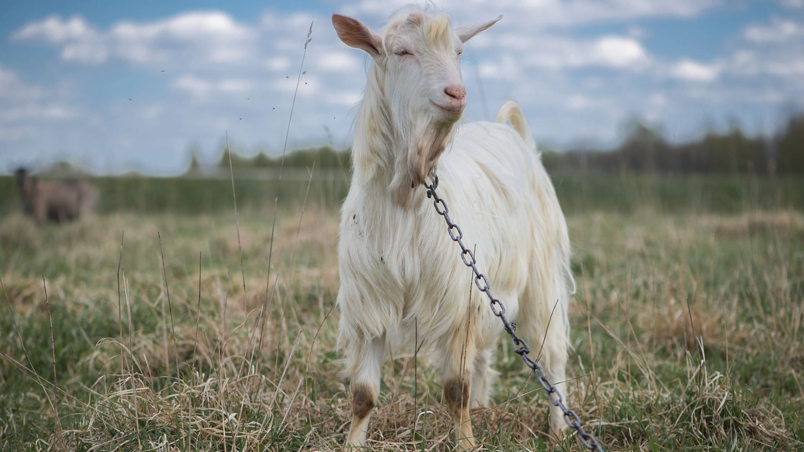 goat symbolism