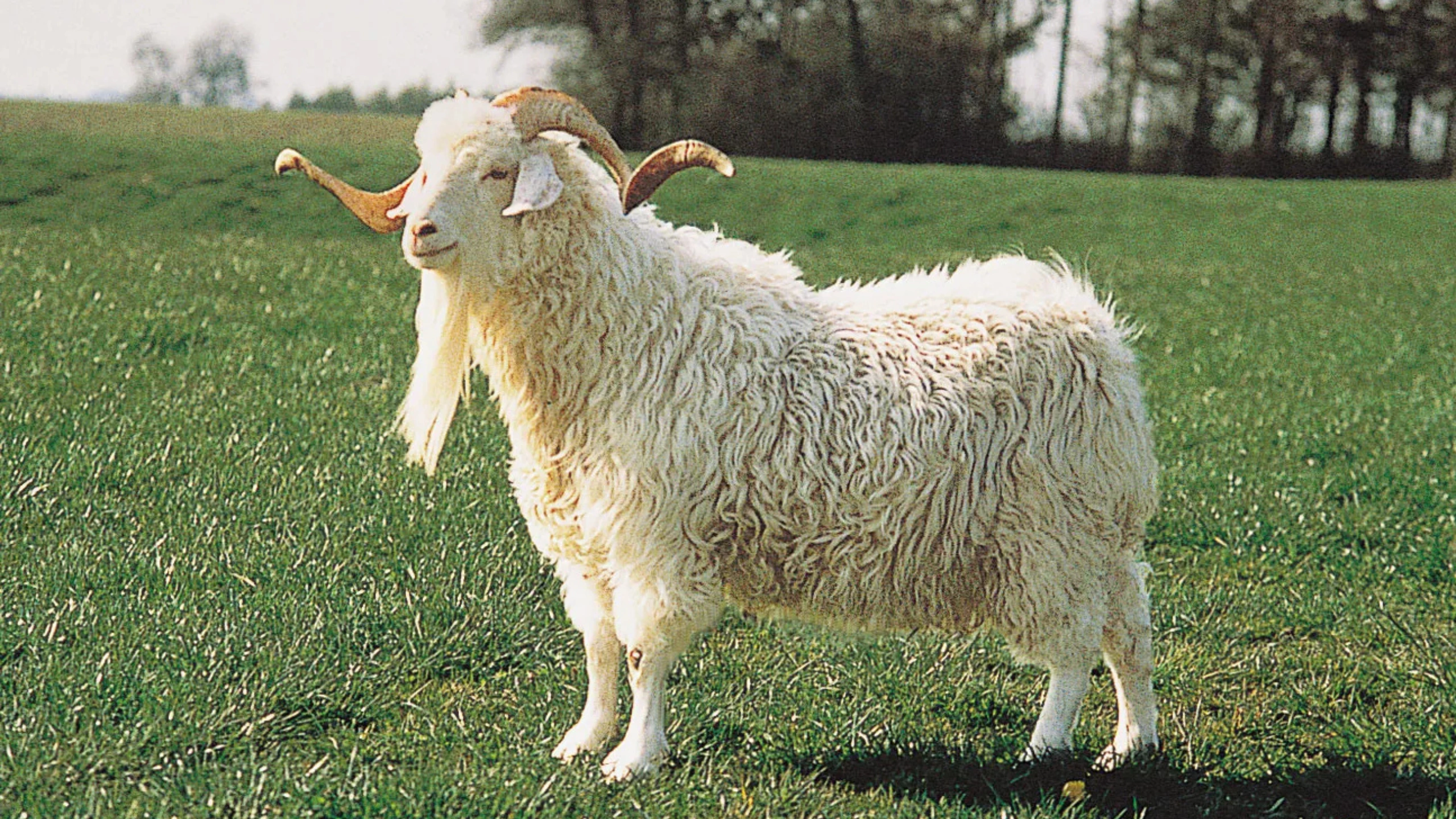 goat symbolism
