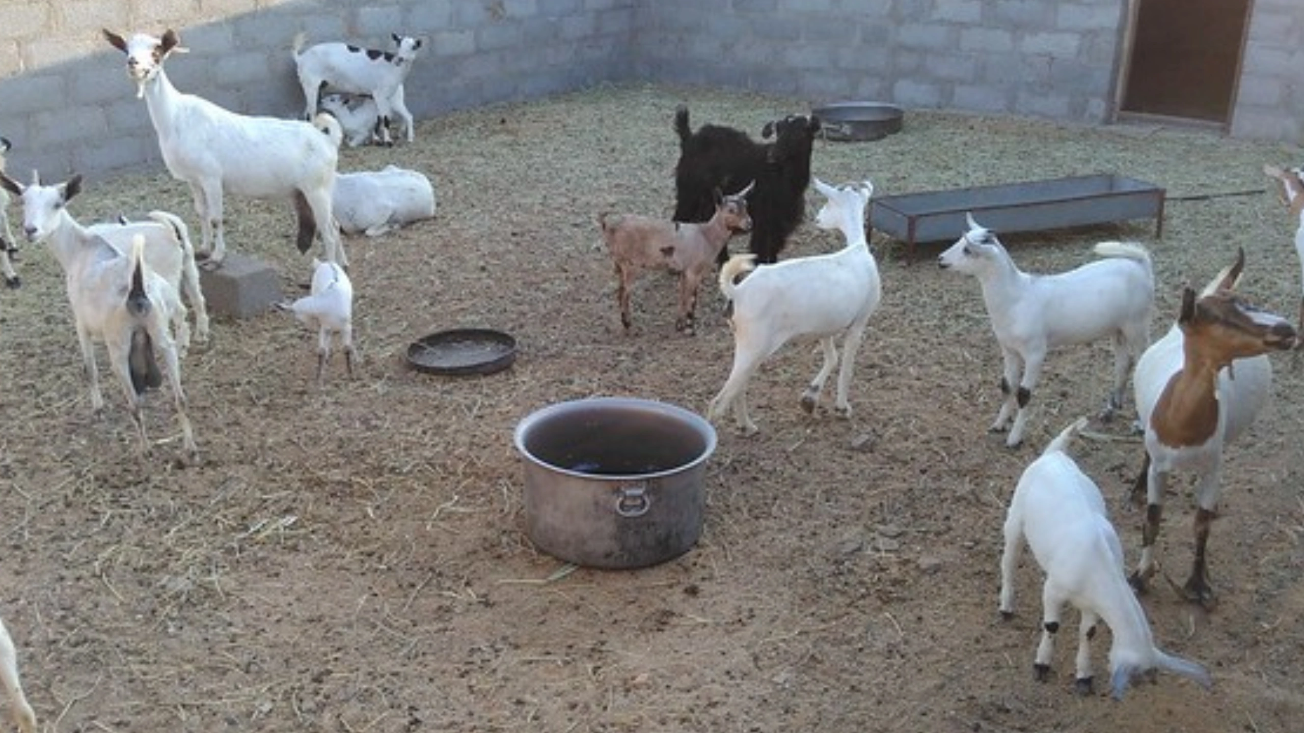 goat symbolism