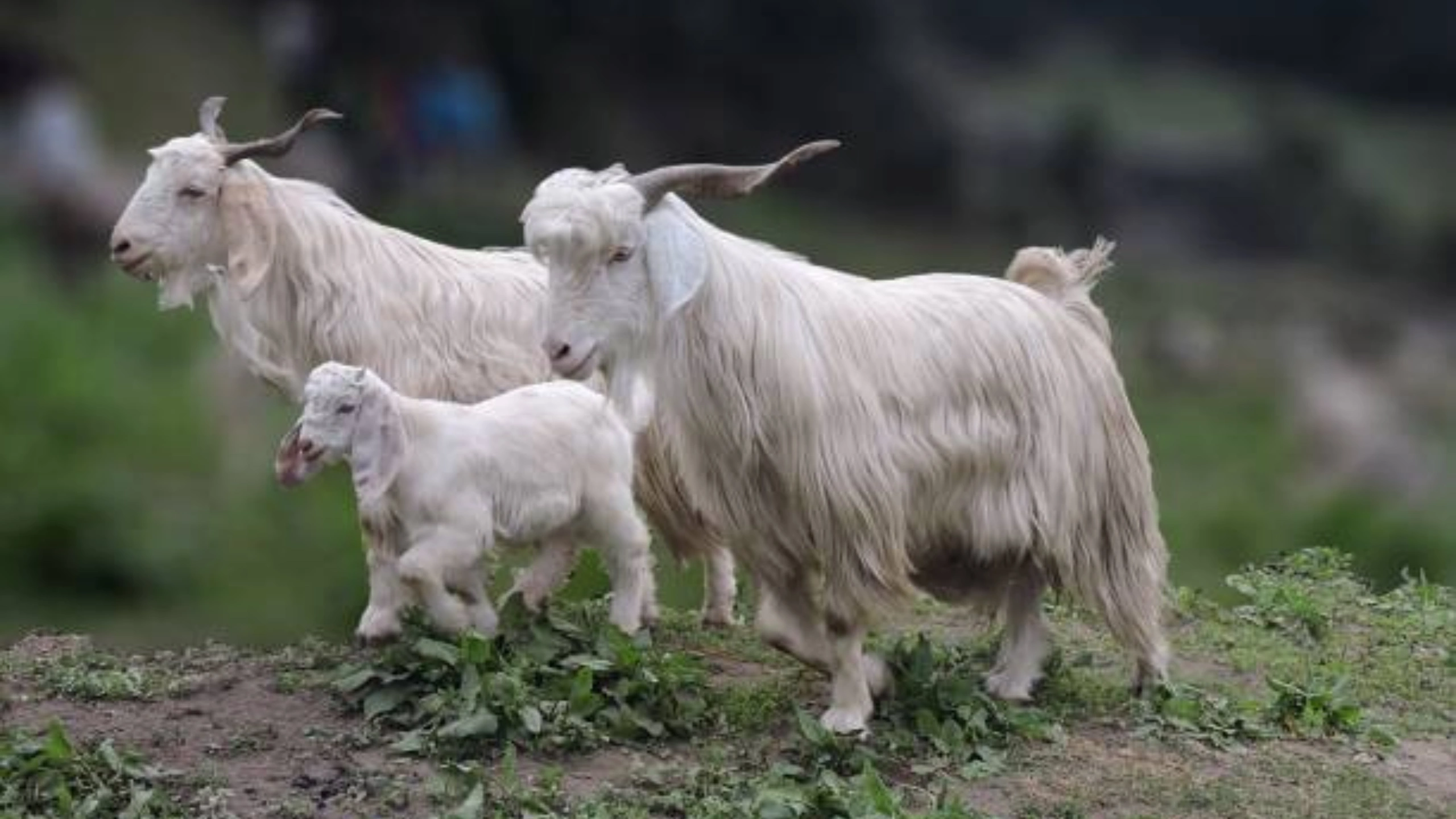 goat symbolism