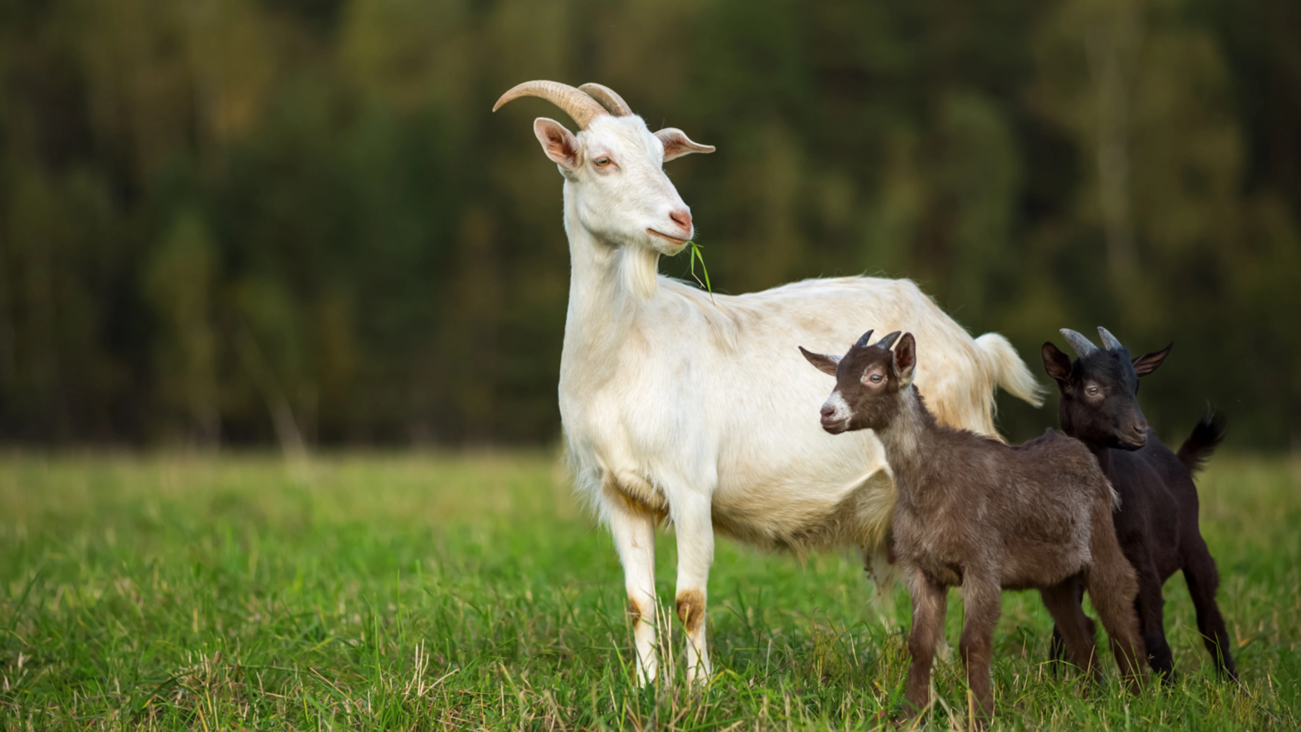 goat symbolism