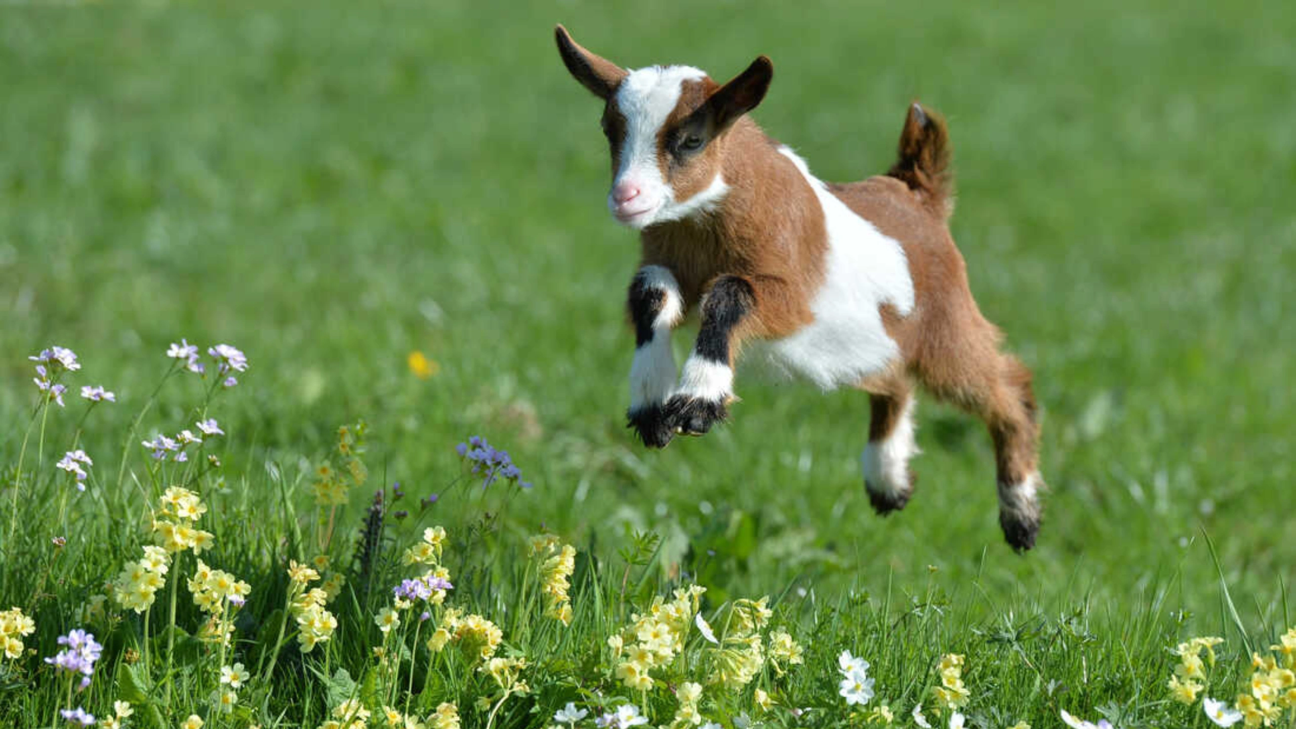 goat symbolism