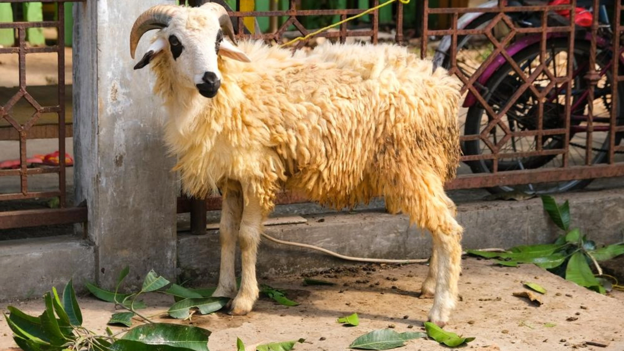 goat symbolism