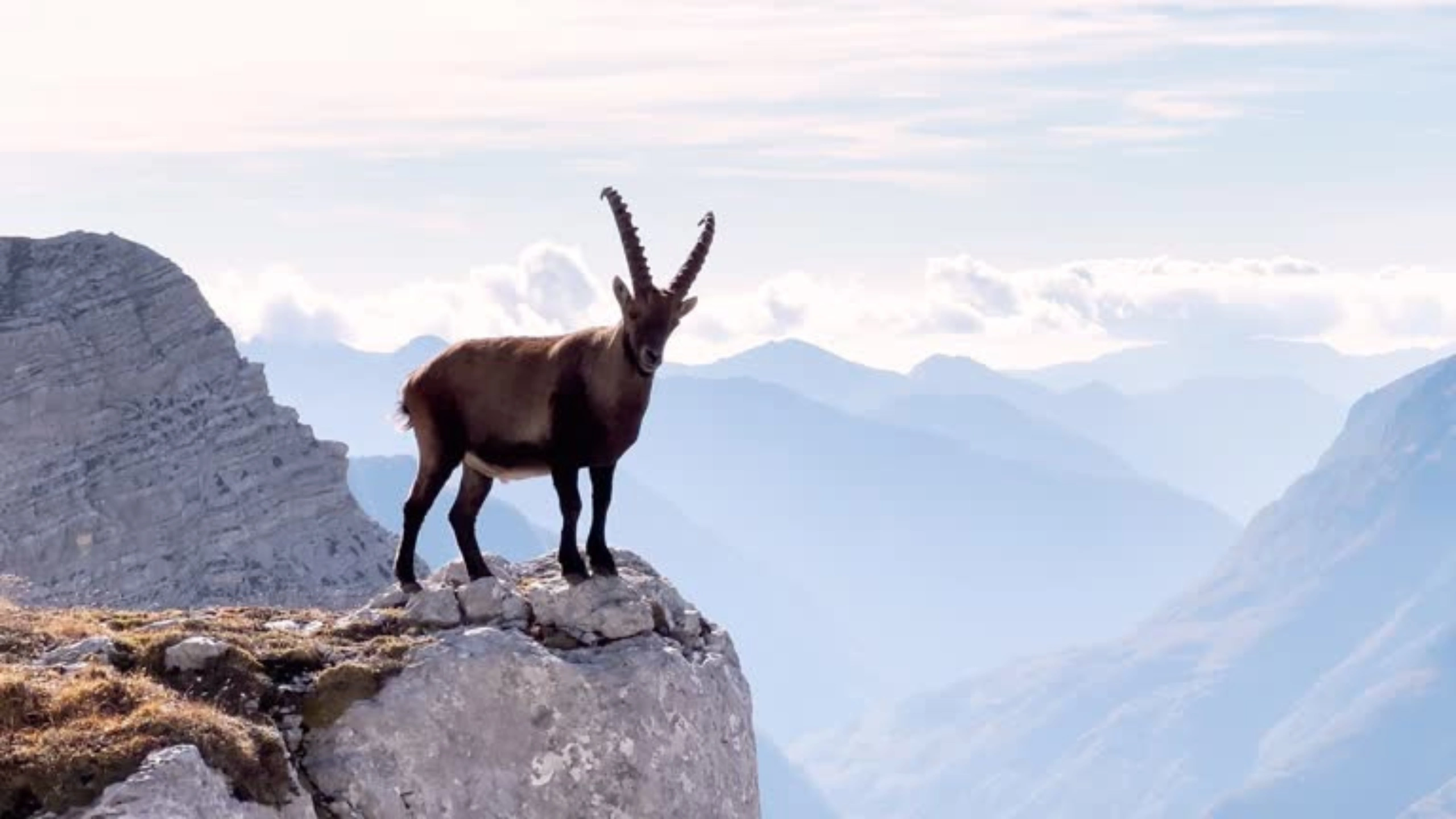 goat symbolism