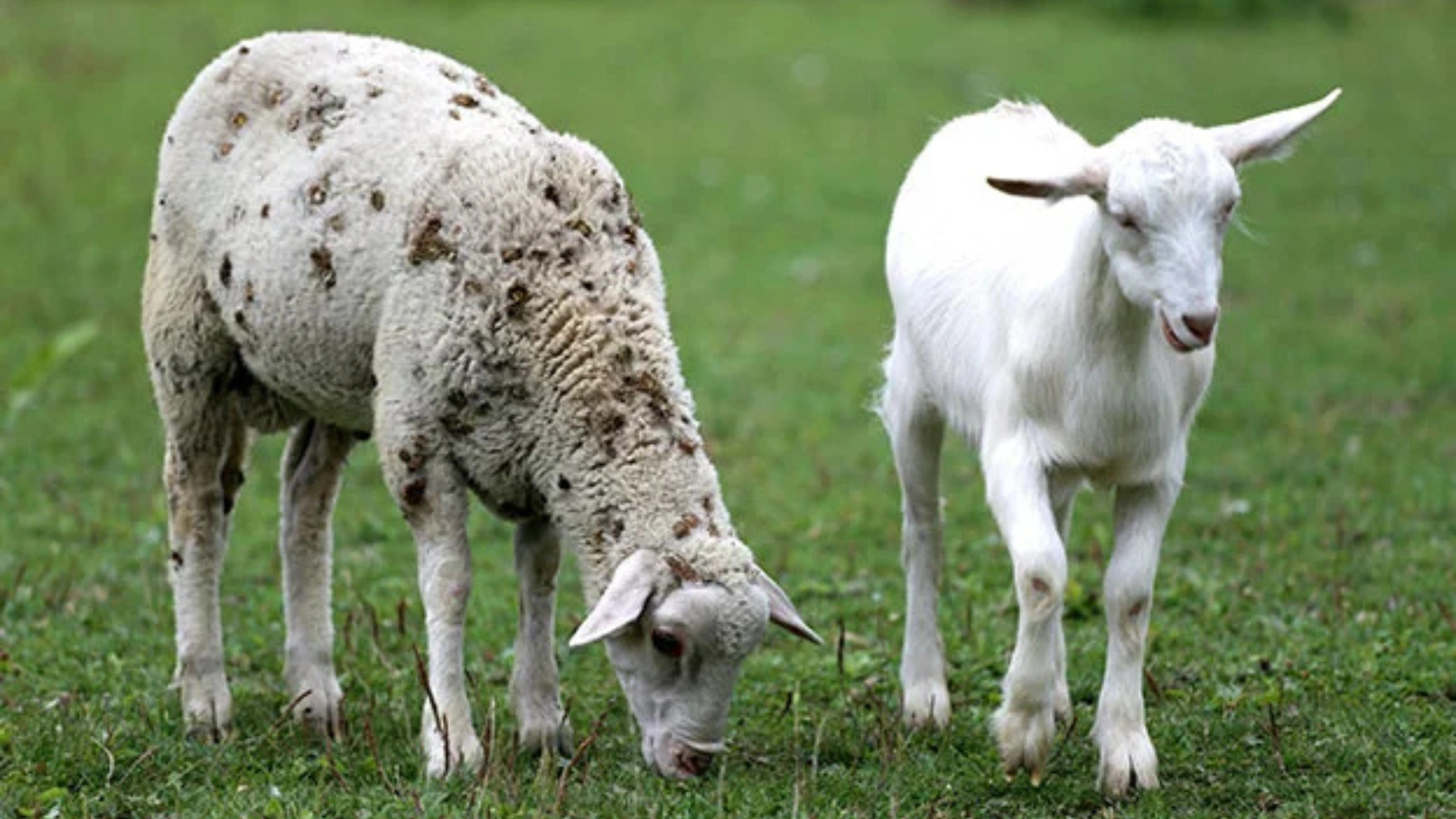 goat symbolism