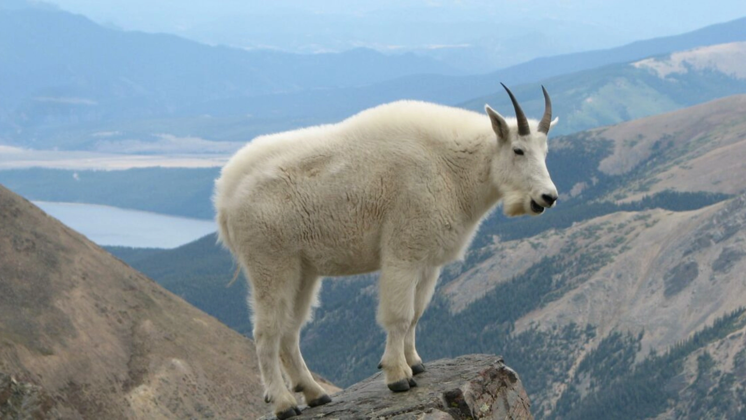 goat symbolism