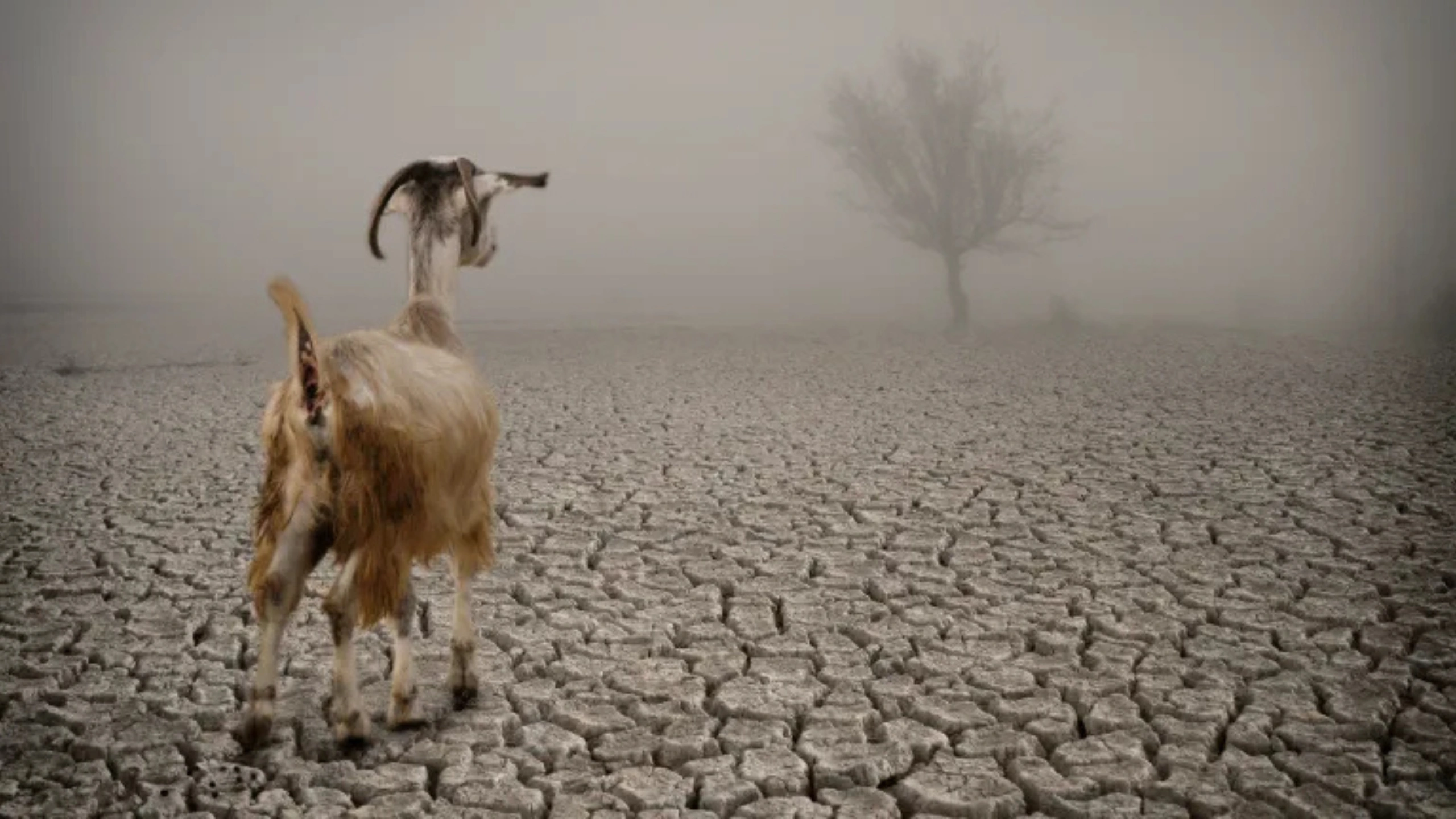 goat symbolism