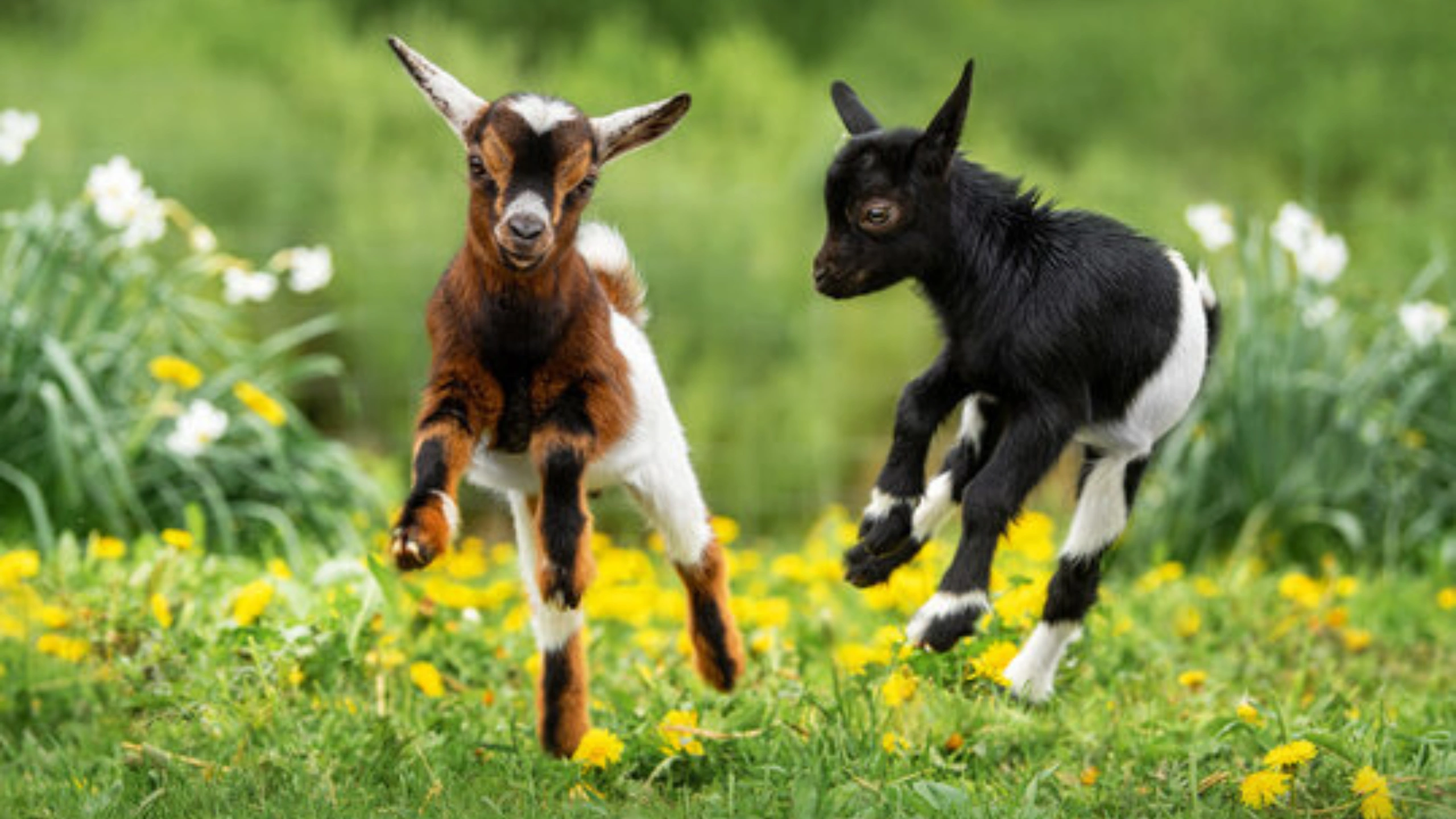 goat symbolism