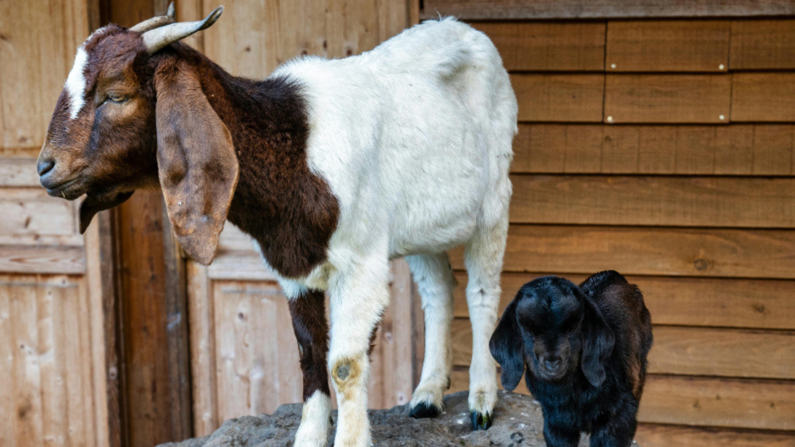 goat symbolism