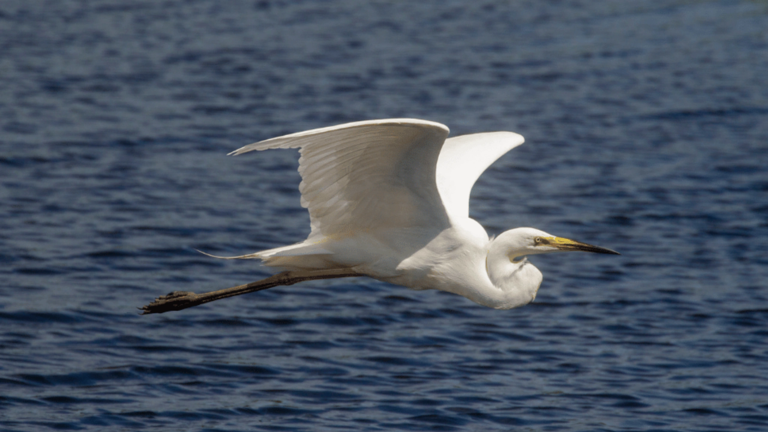 great white egret symbolism