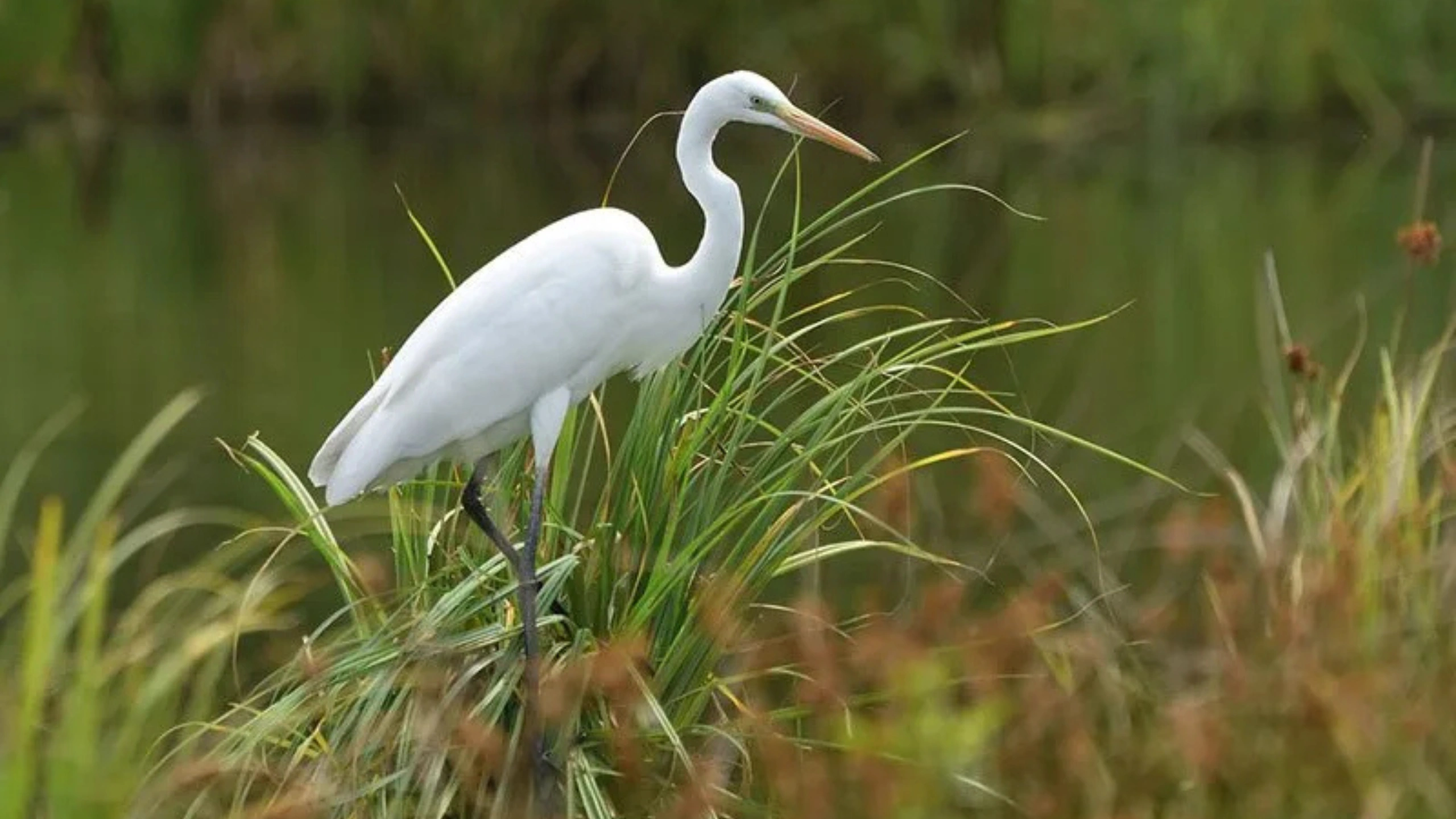 great white egret symbolism