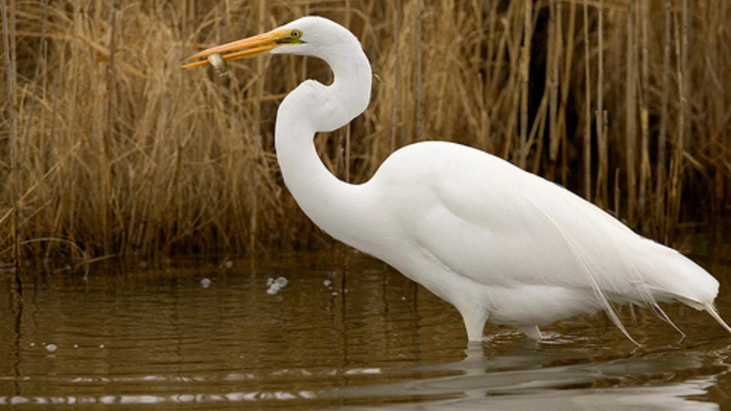 great white egret symbolism