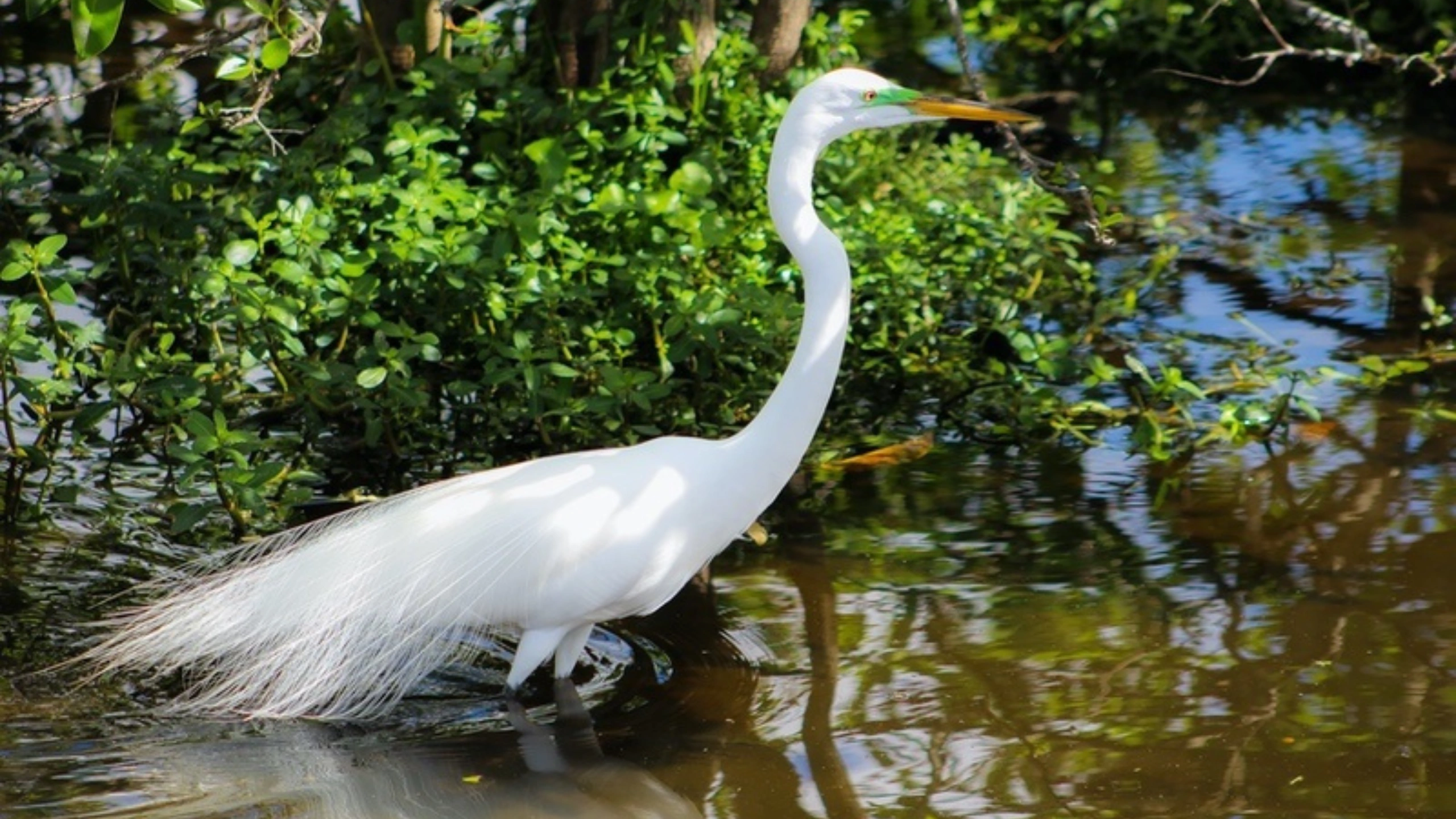 great white egret symbolism