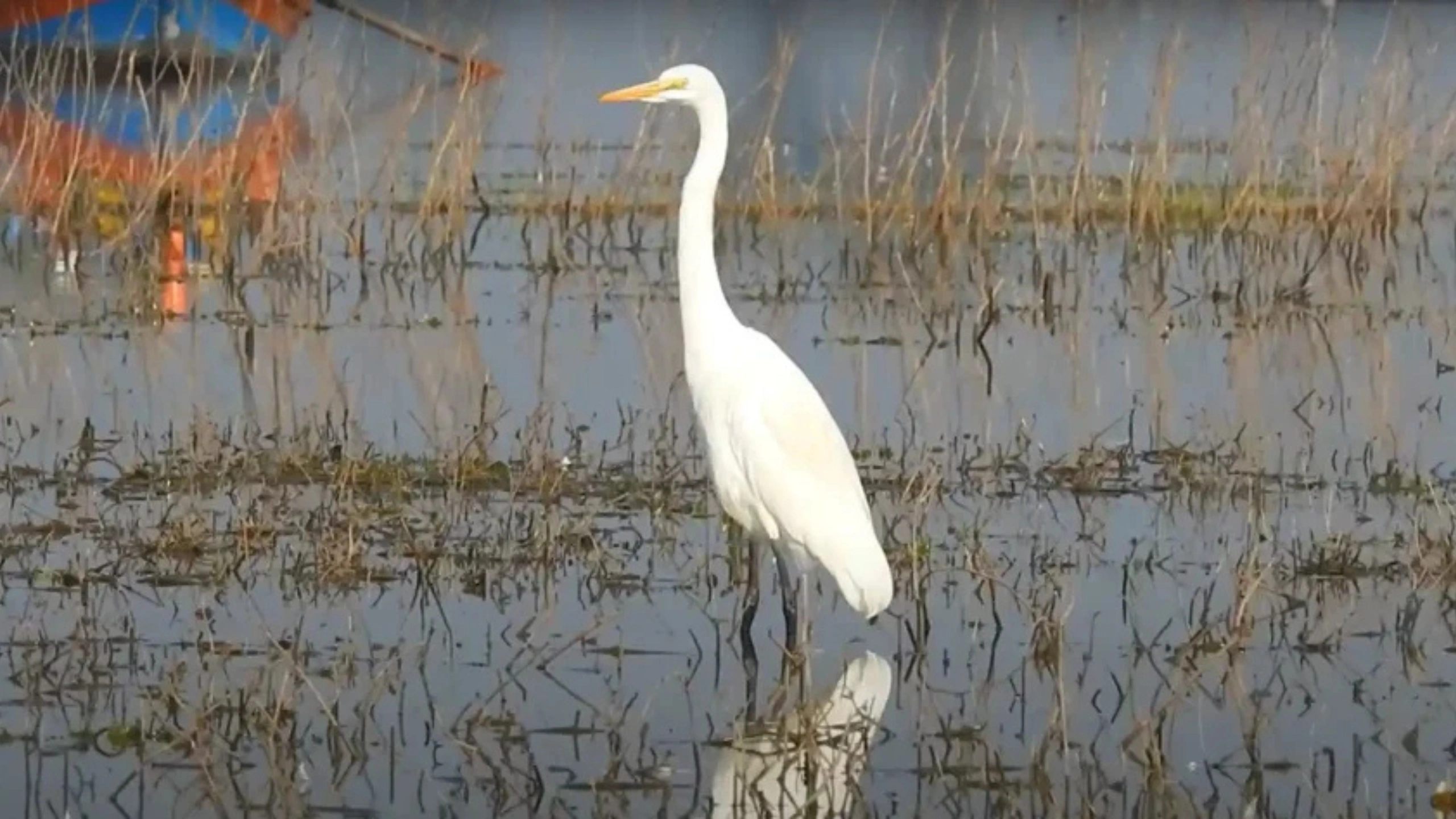great white egret symbolism