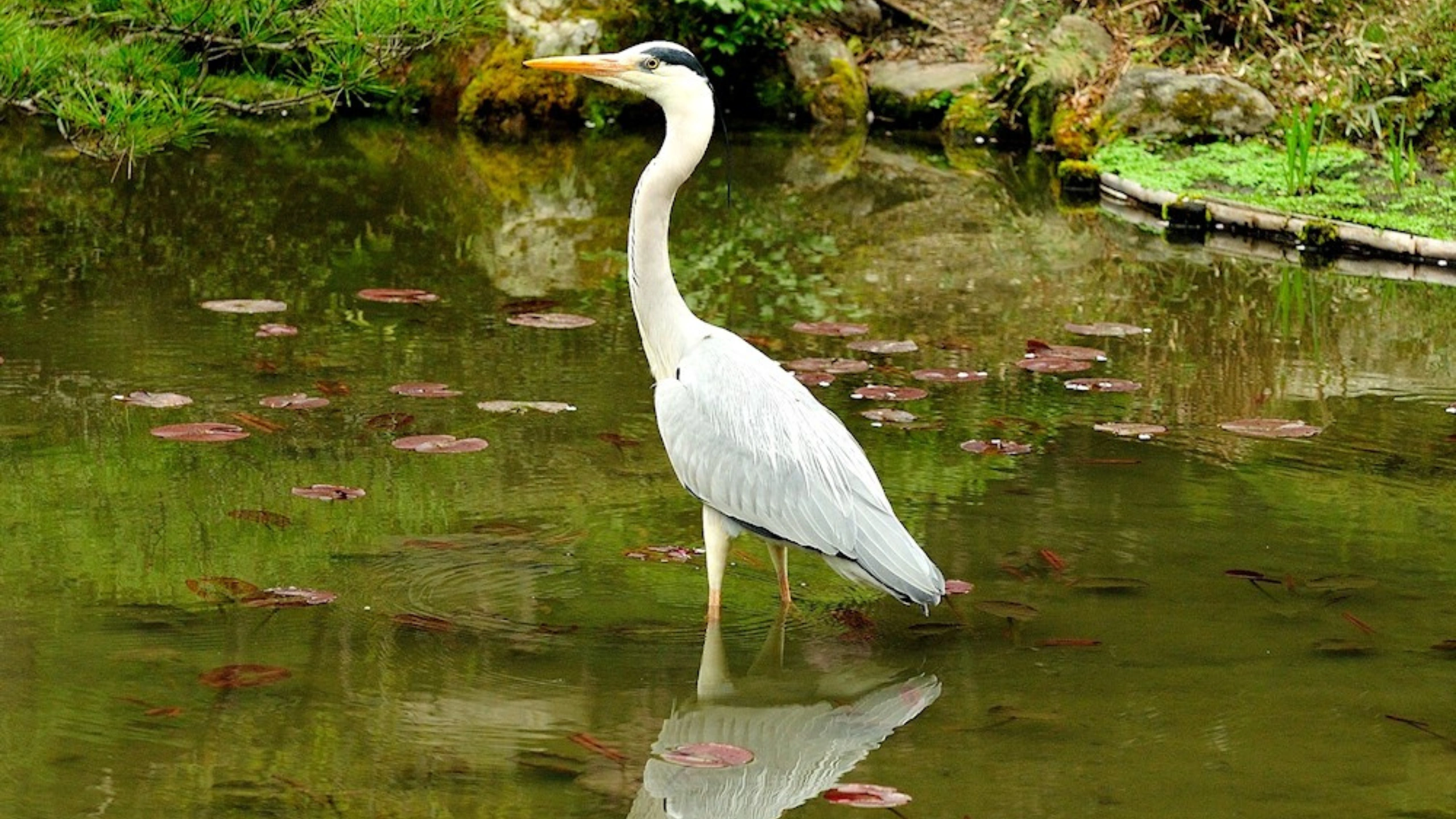 great white egret symbolism