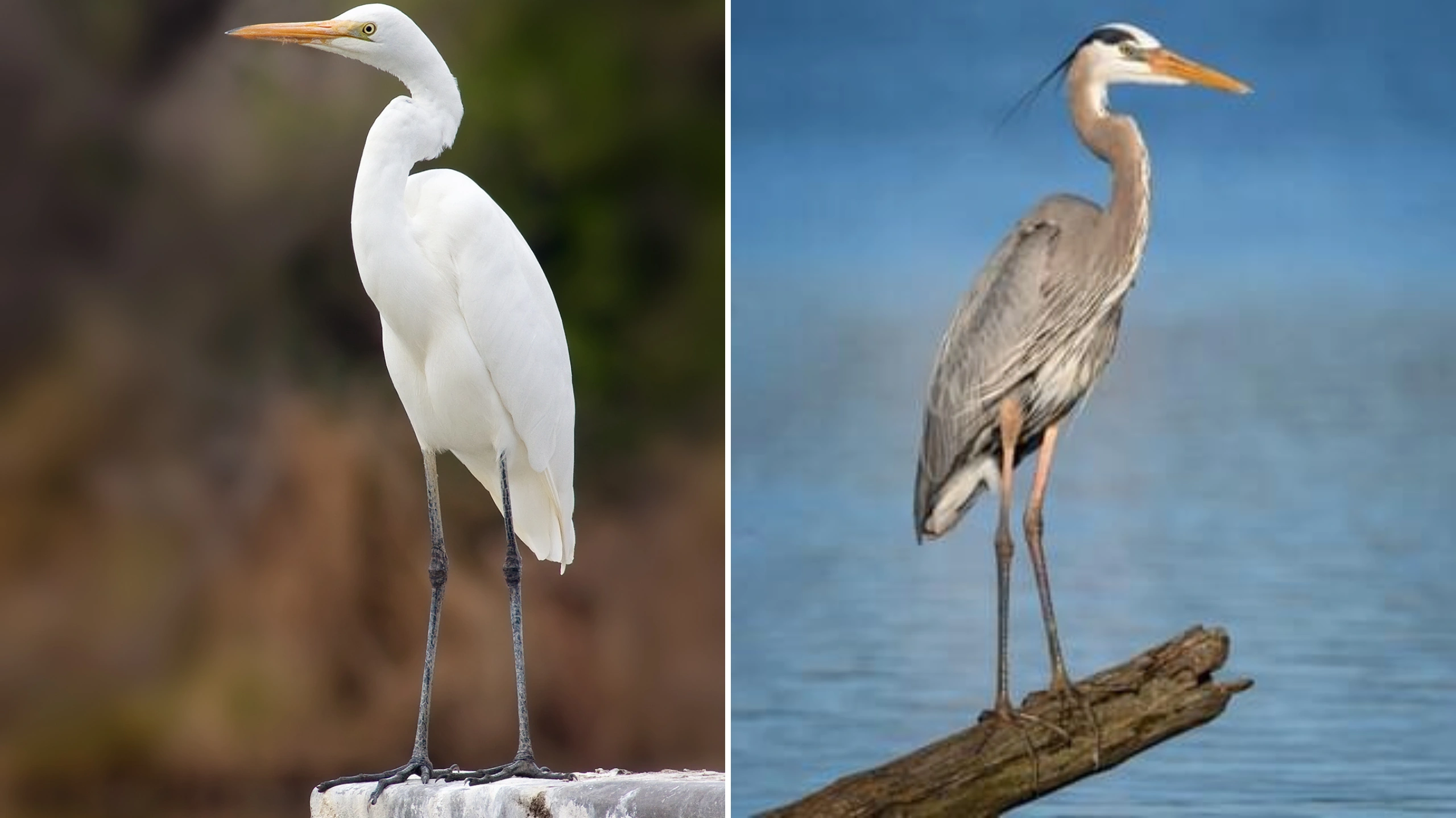 great white egret symbolism