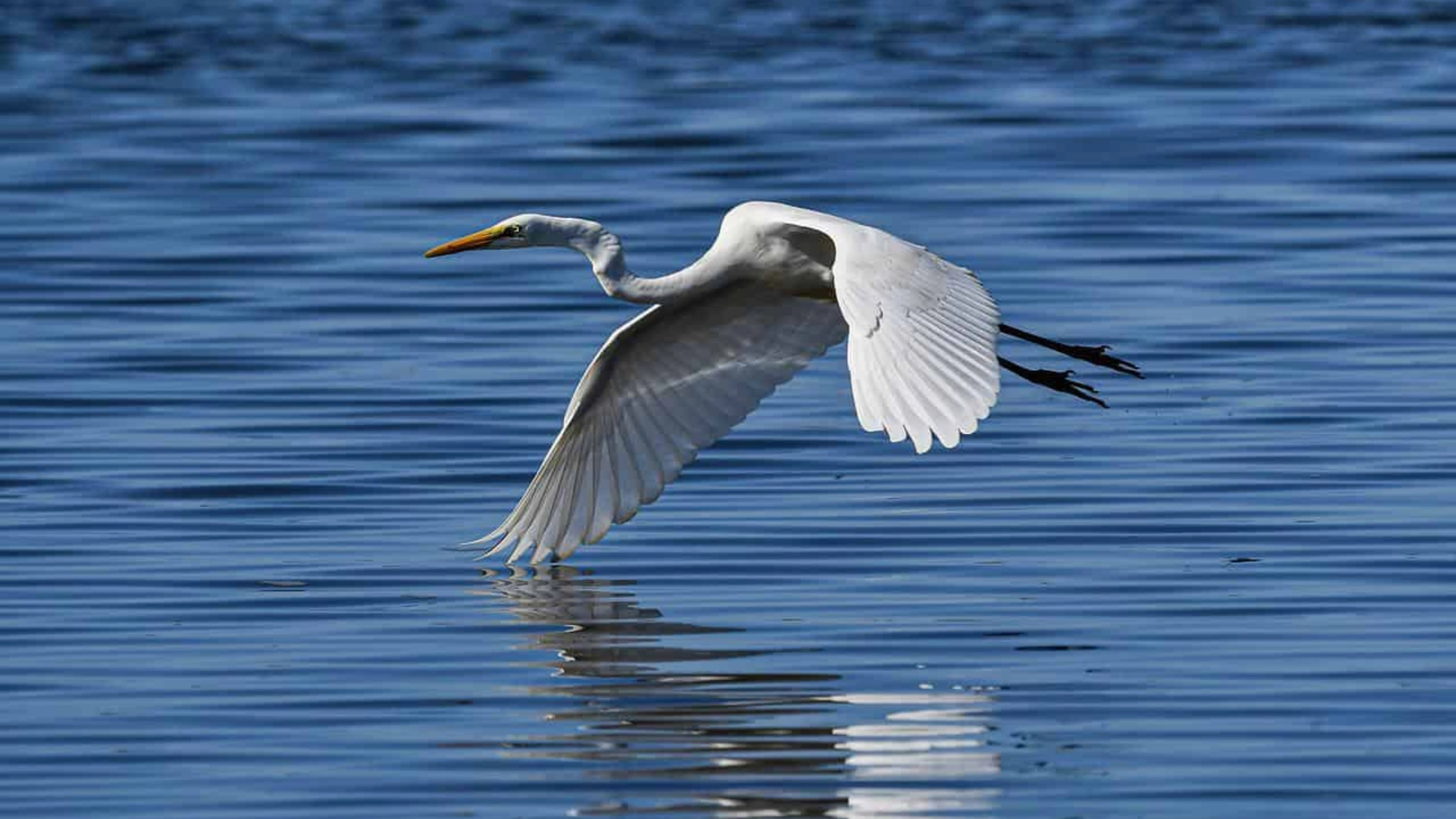 great white egret symbolism