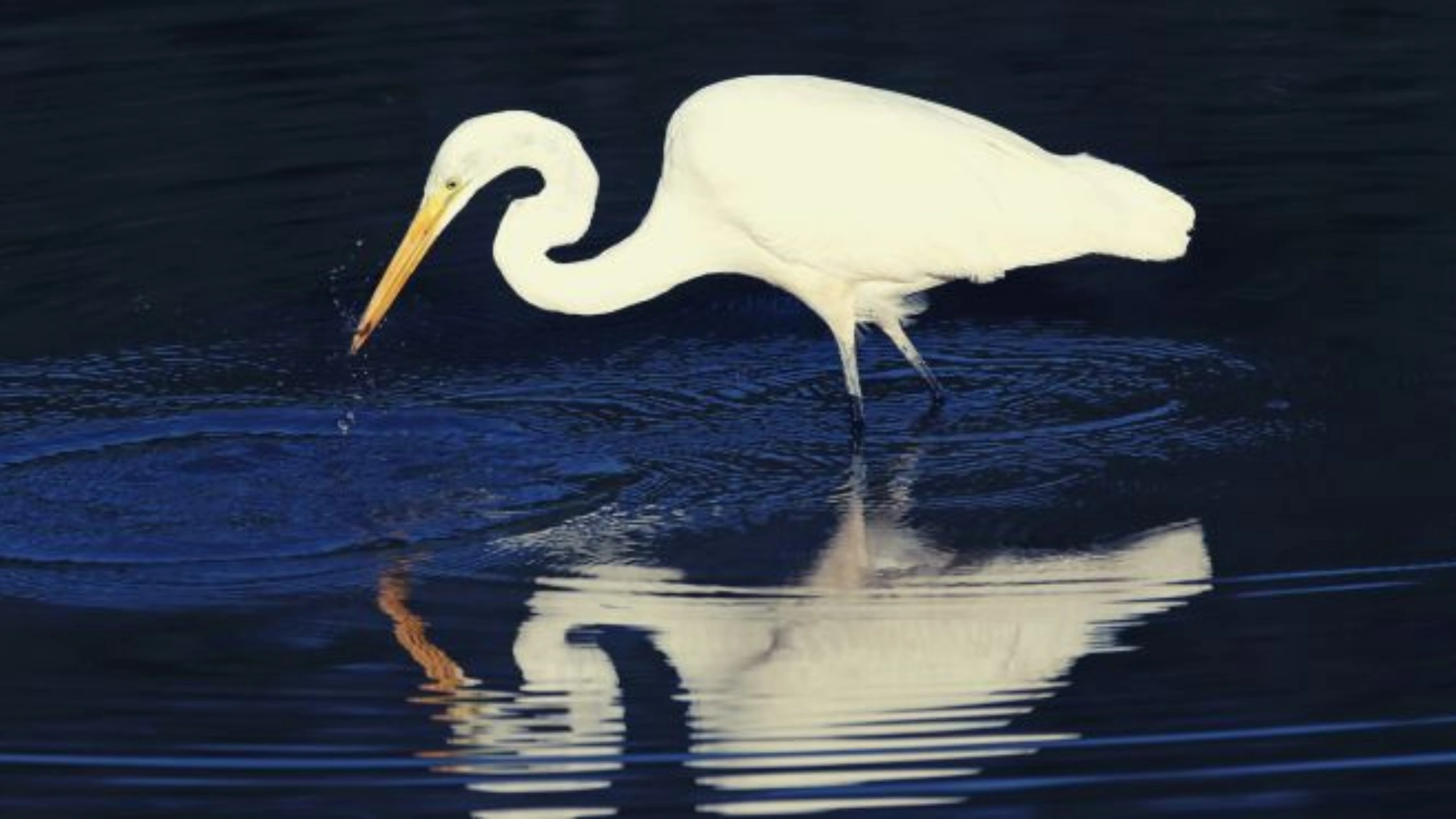 great white egret symbolism