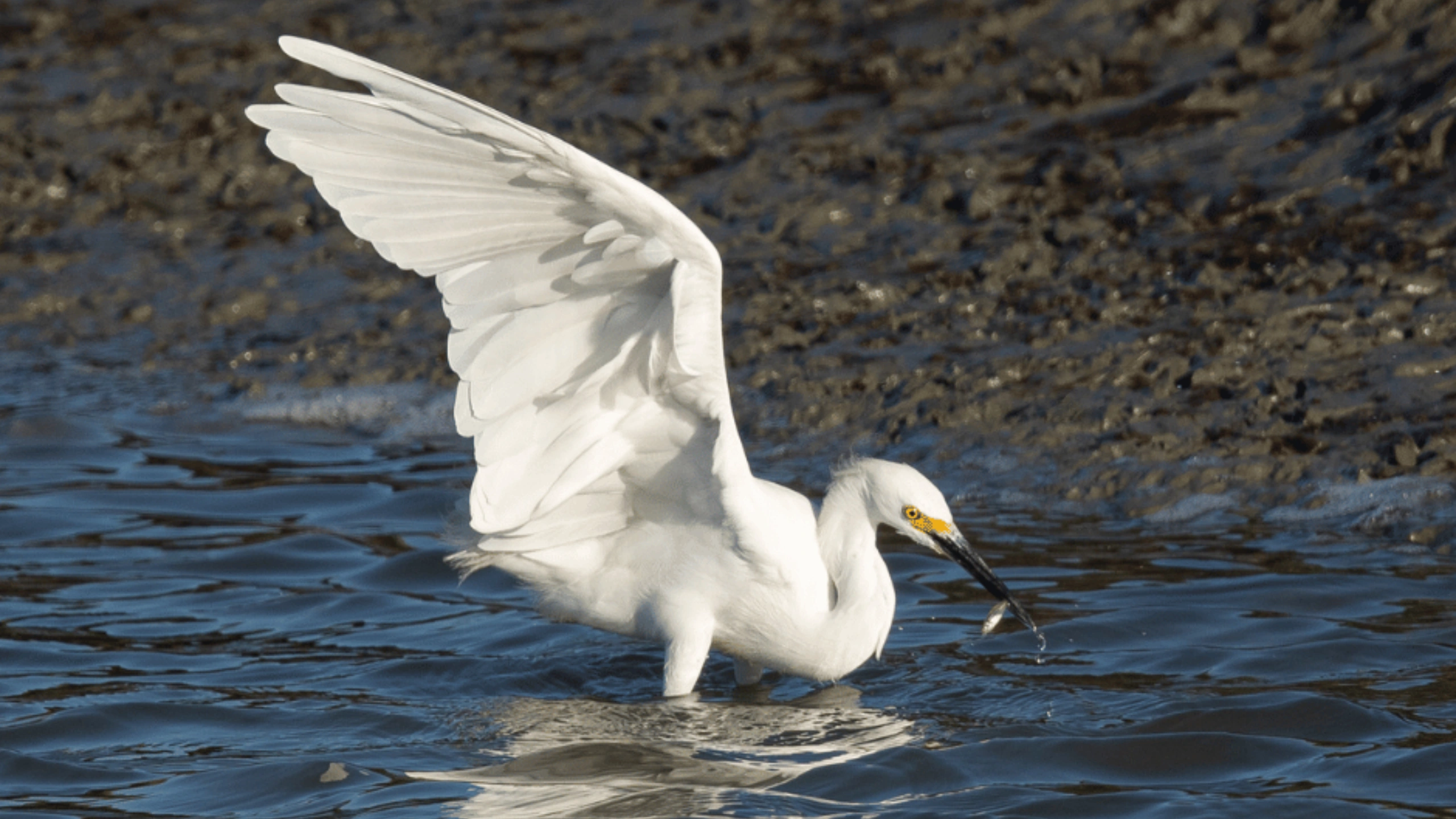 great white egret symbolism