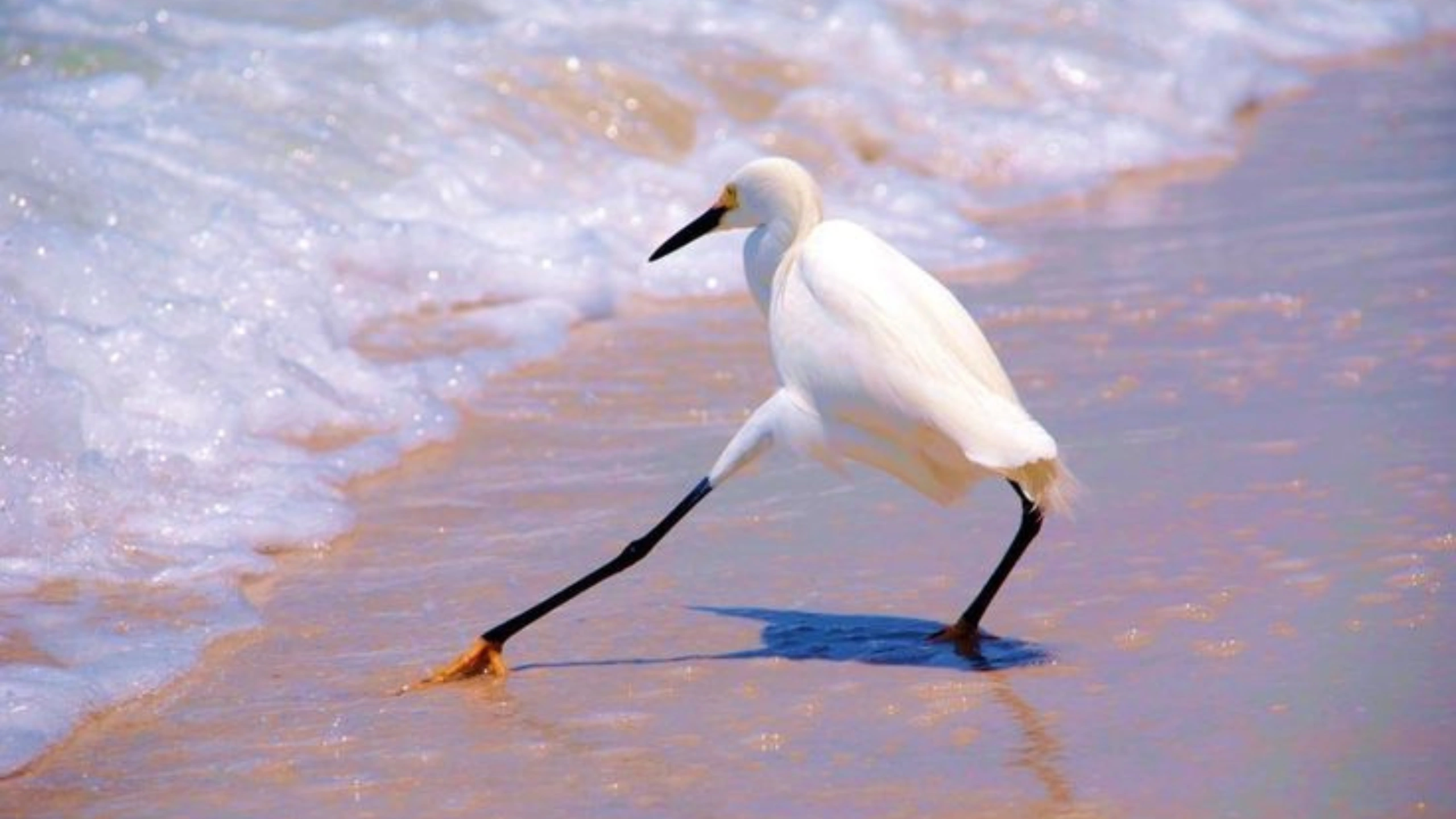 great white egret symbolism