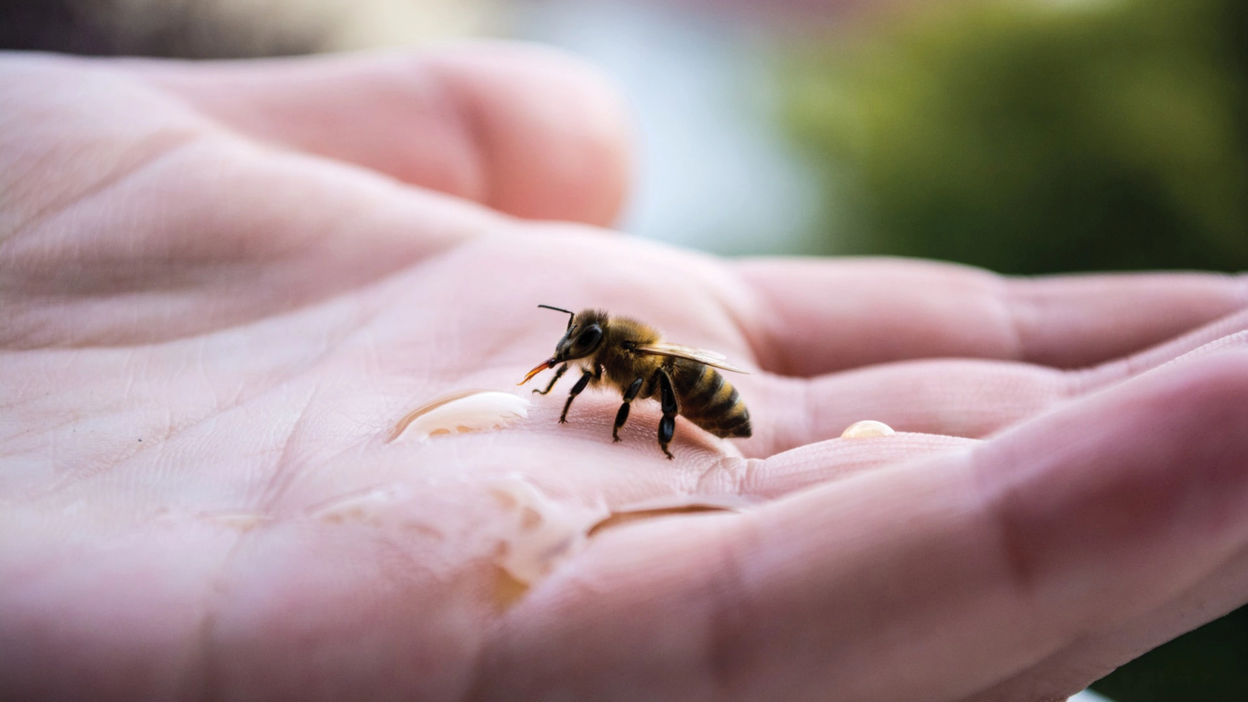 honey bee spiritual meaning