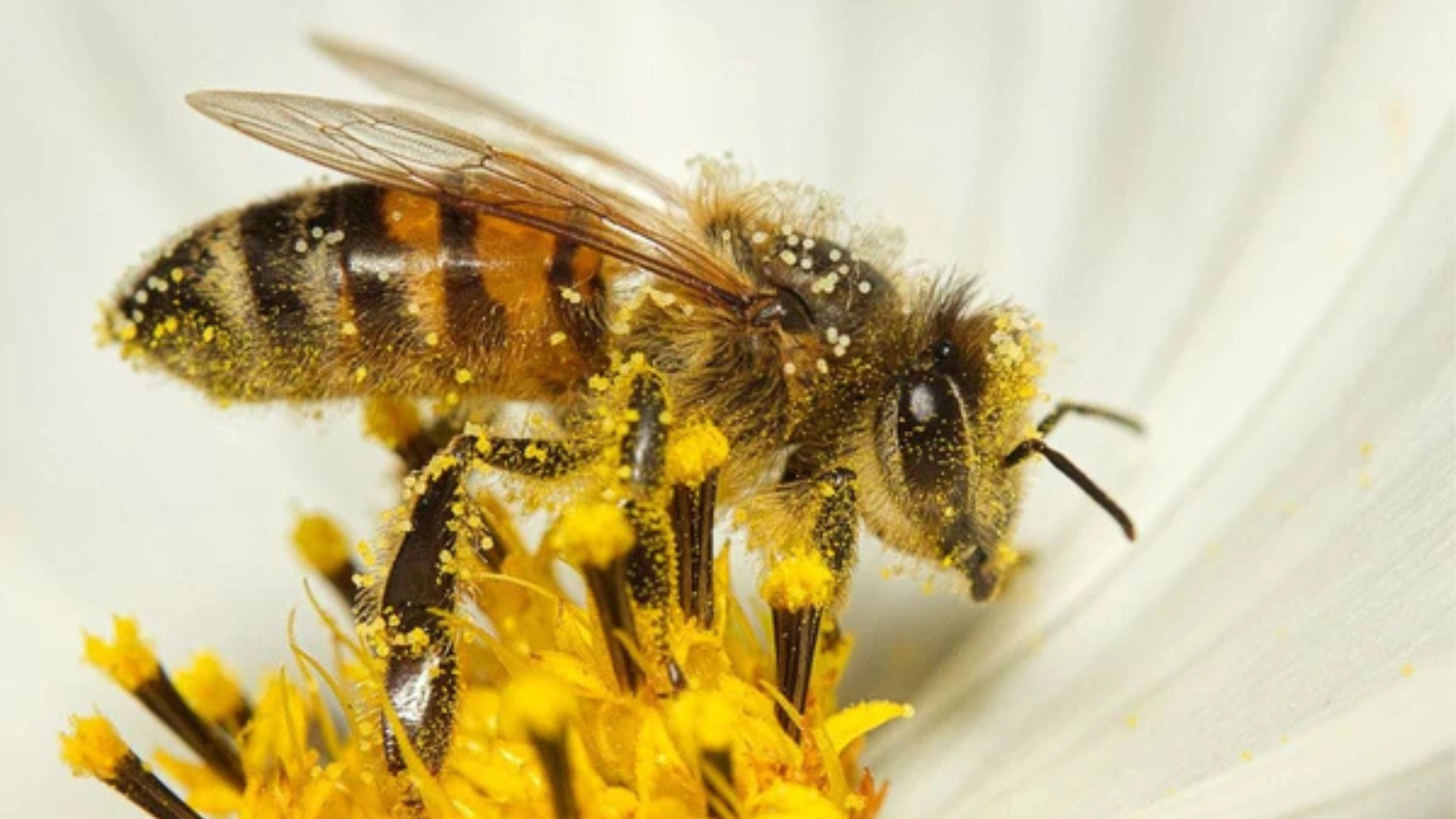 honey bee spiritual meaning