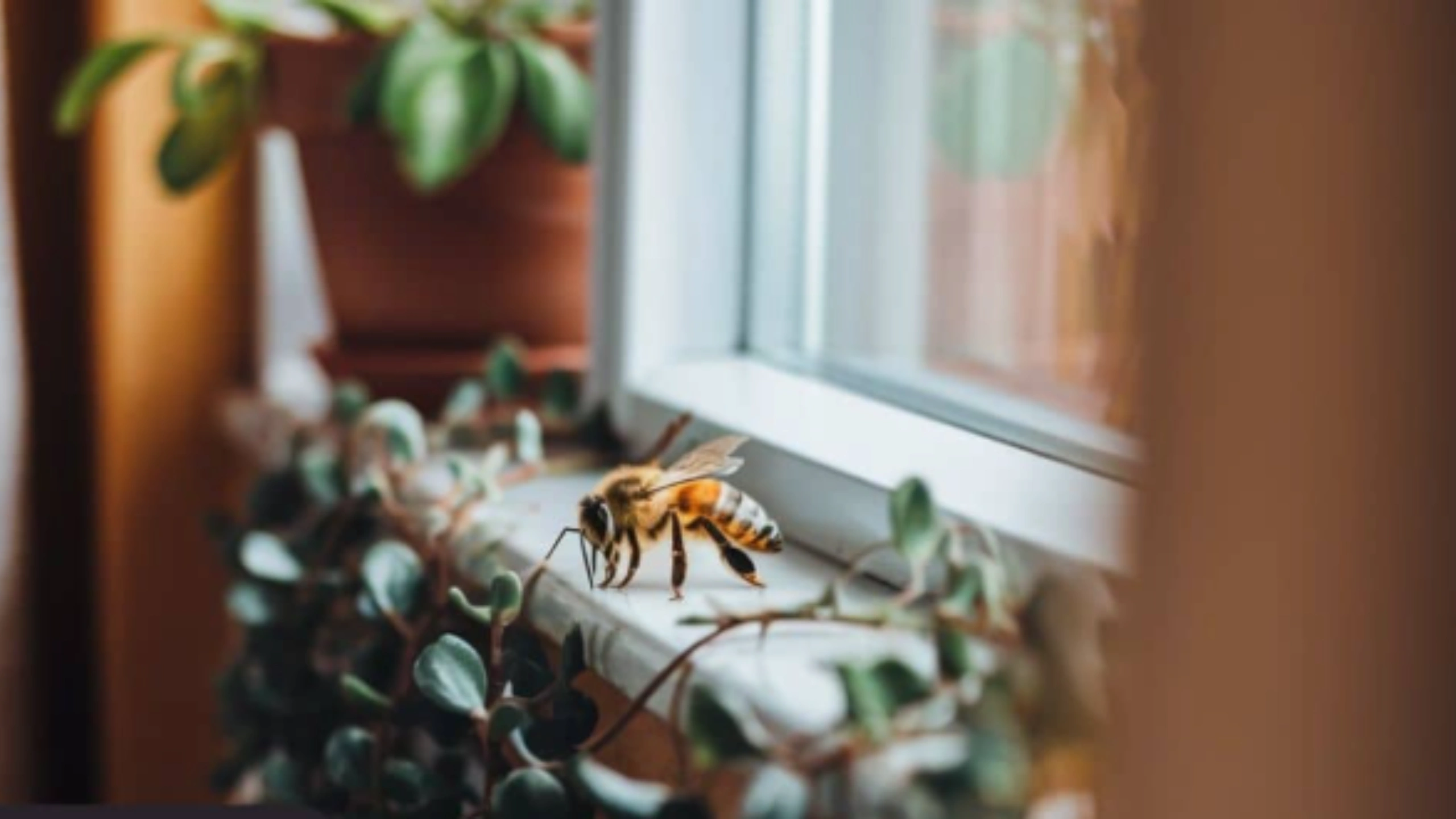 honey bee spiritual meaning