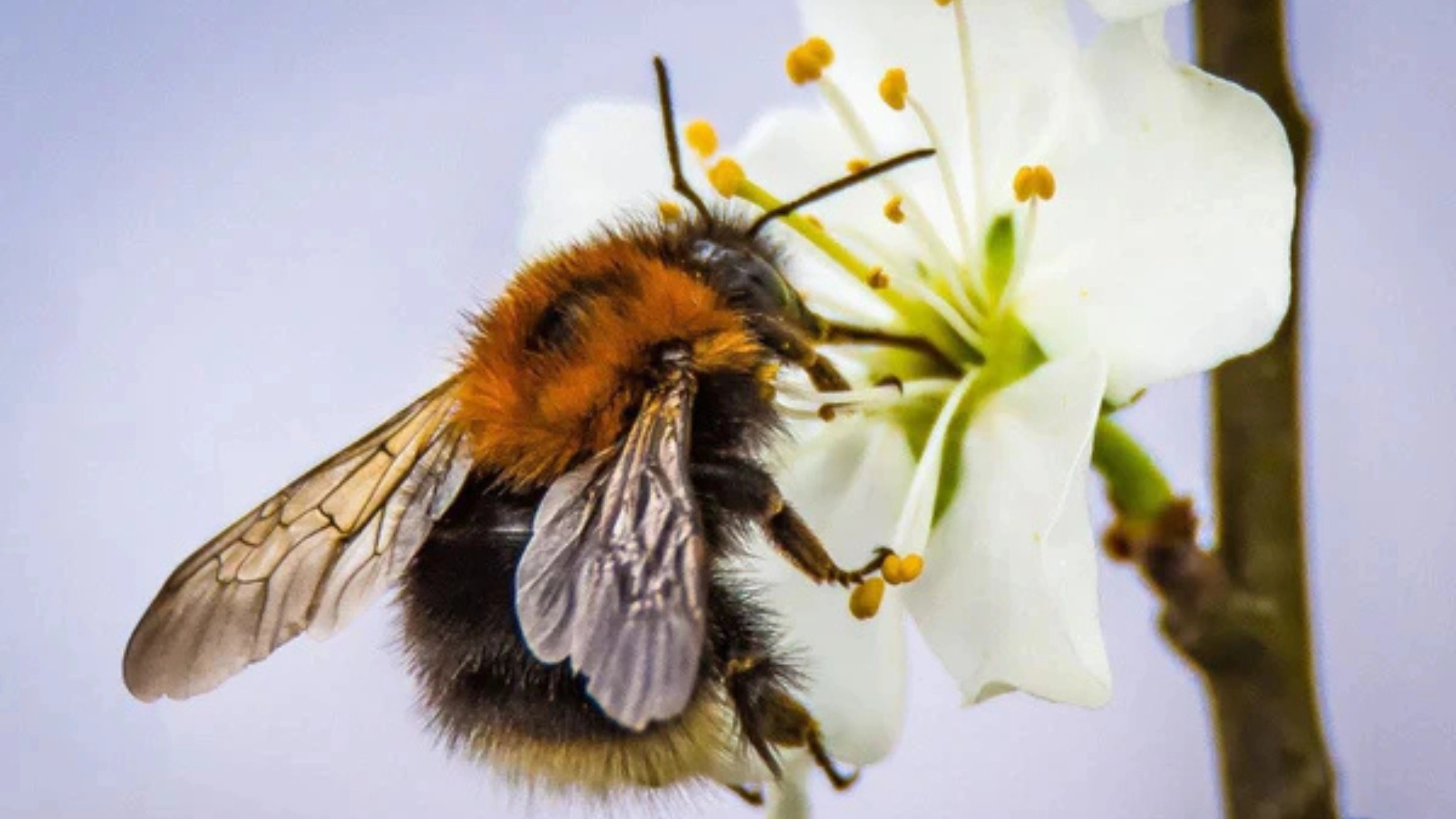 honey bee spiritual meaning