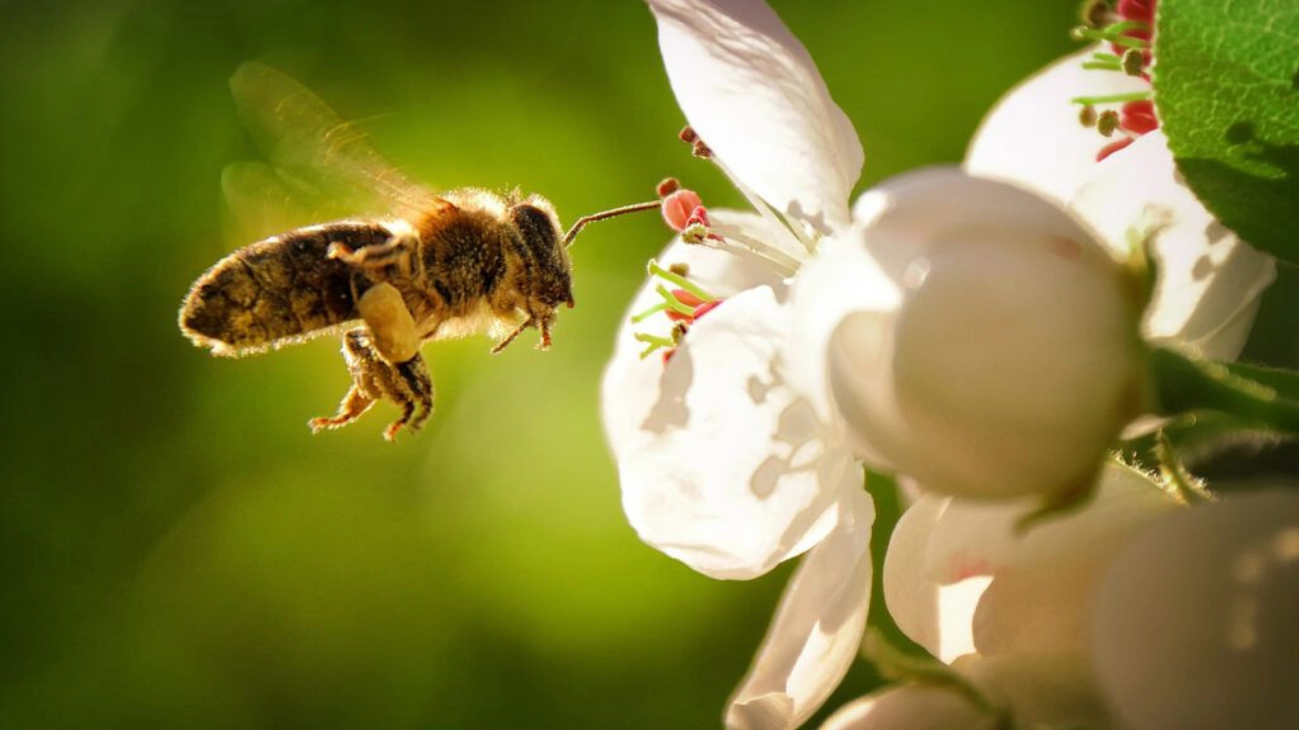 honey bee spiritual meaning