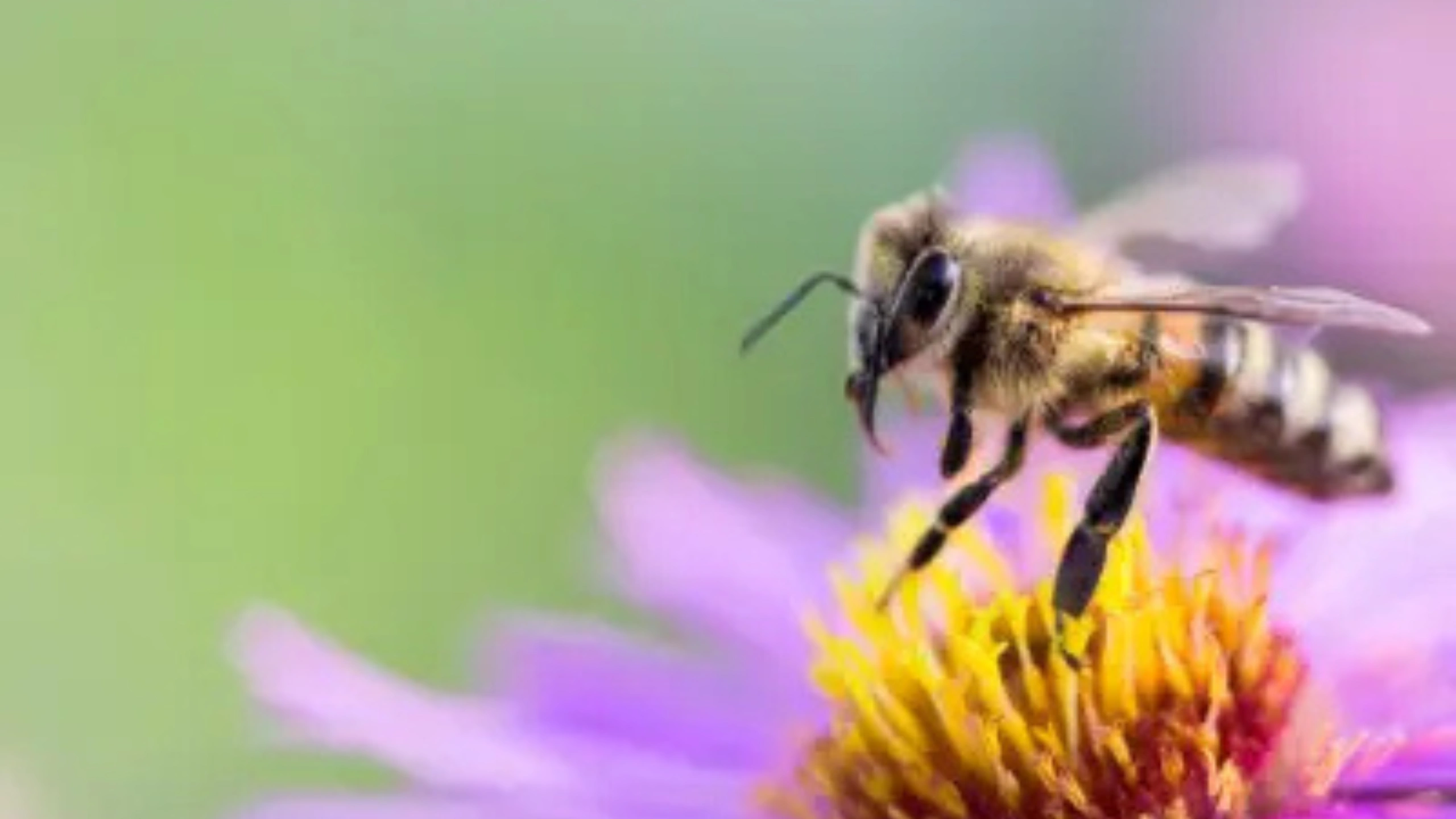 honey bee spiritual meaning