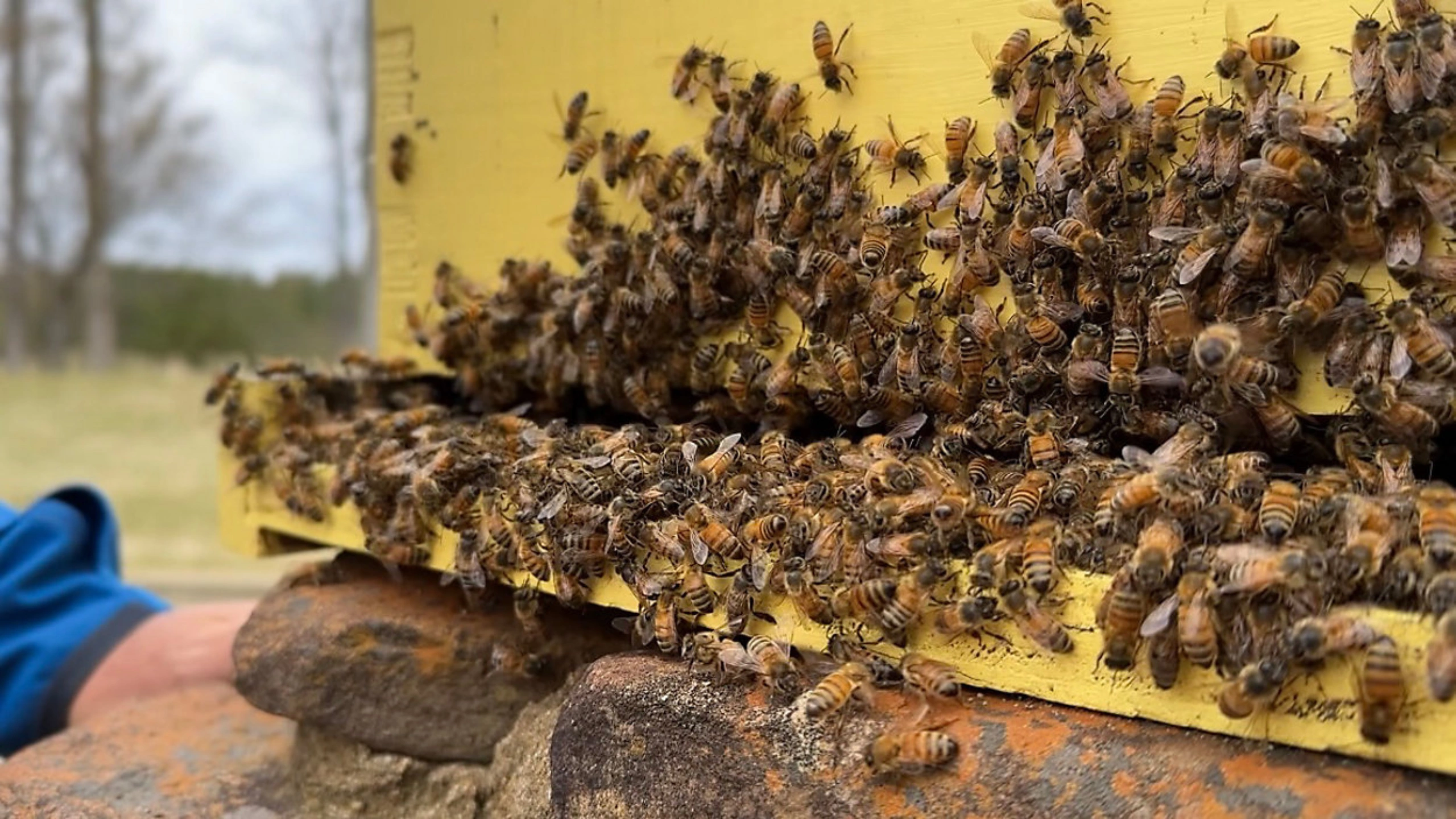 honey bee spiritual meaning