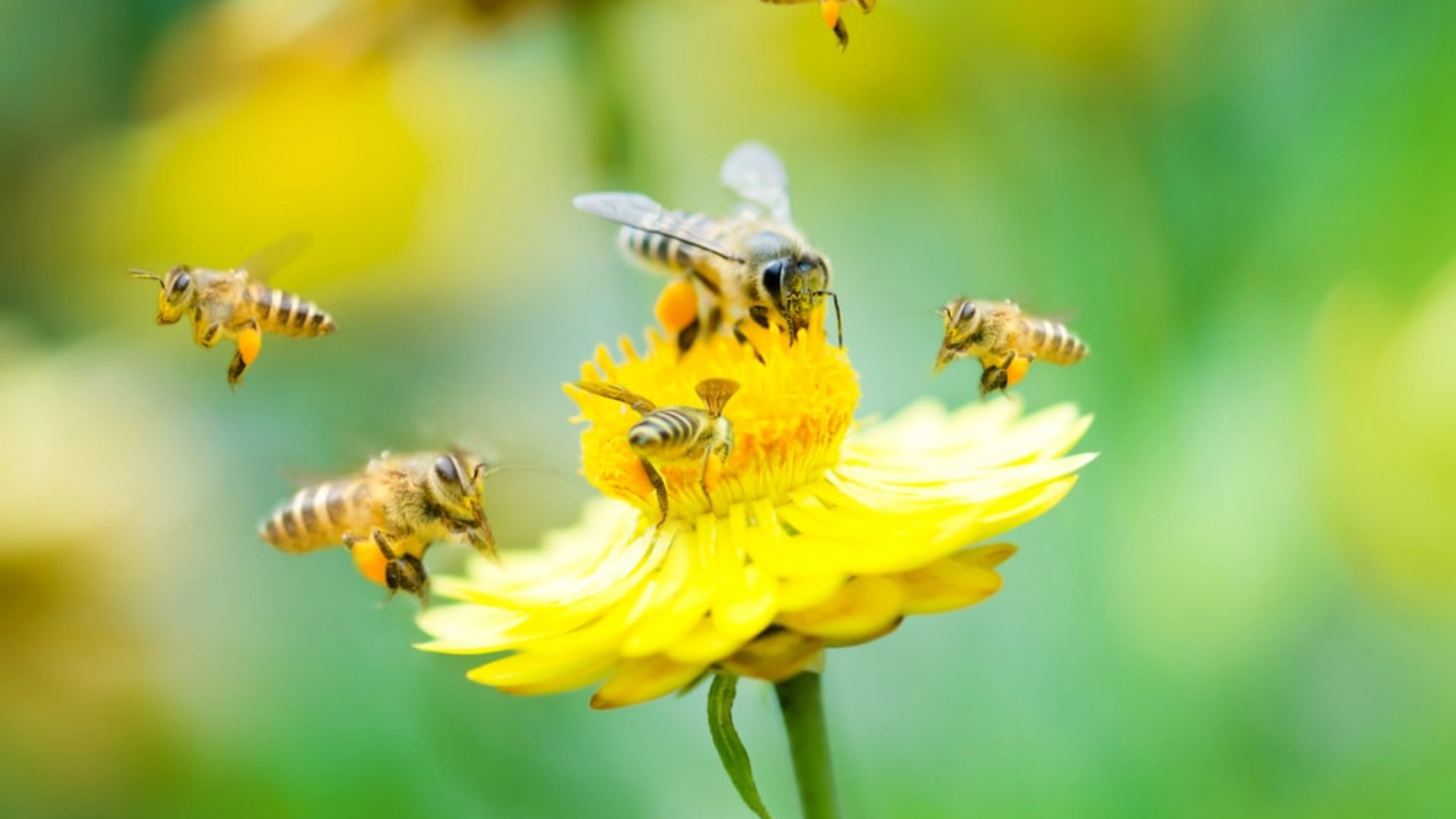 honey bee spiritual meaning