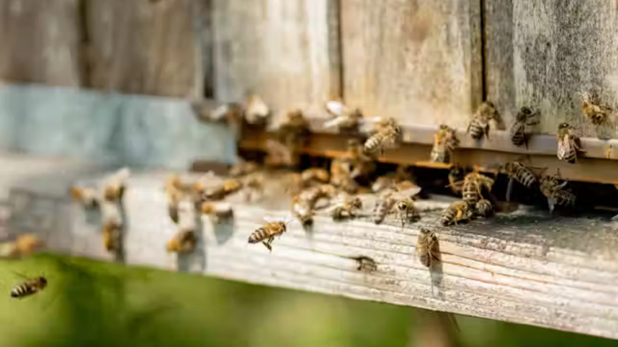 honey bee spiritual meaning