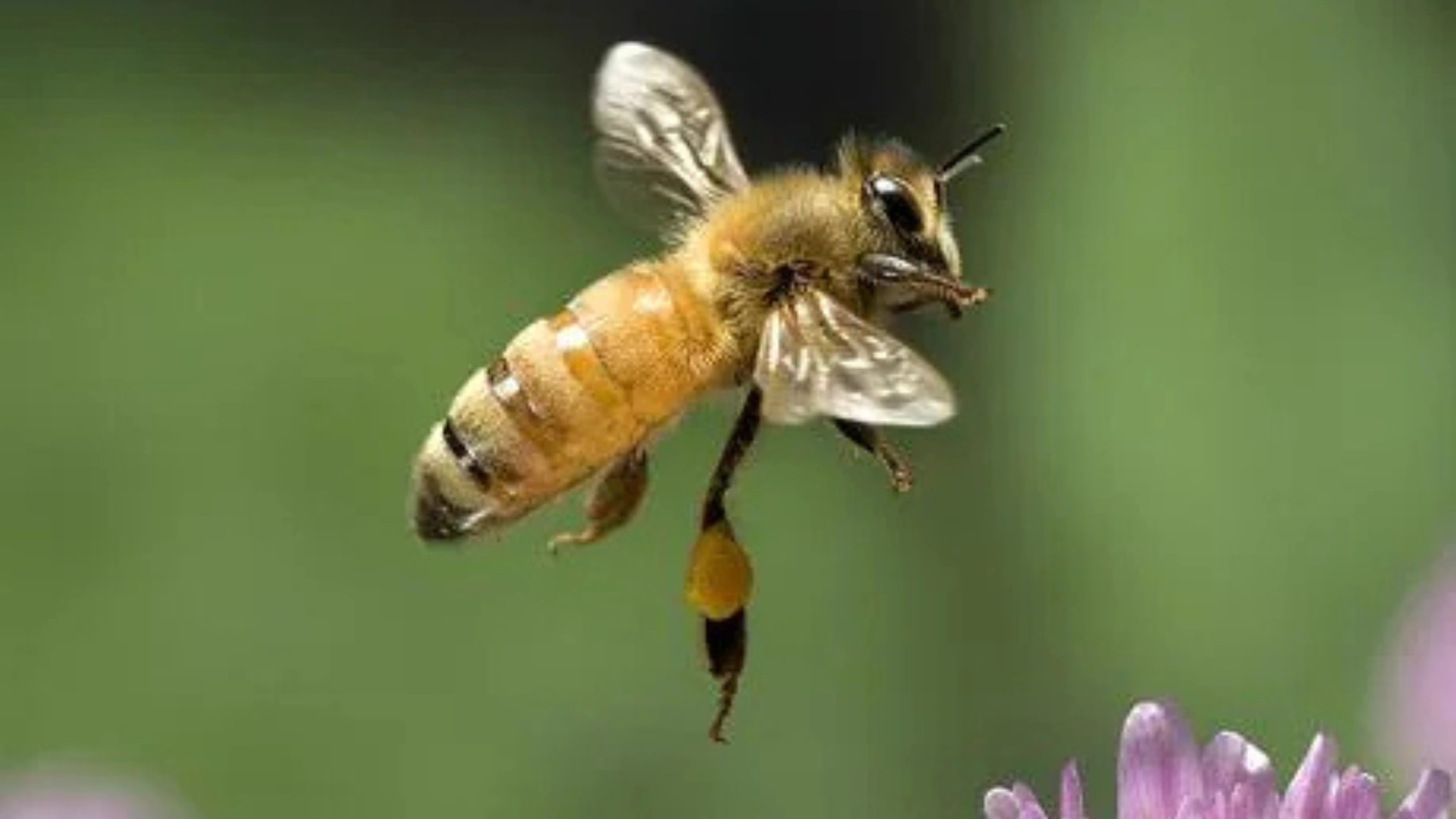 honey bee spiritual meaning