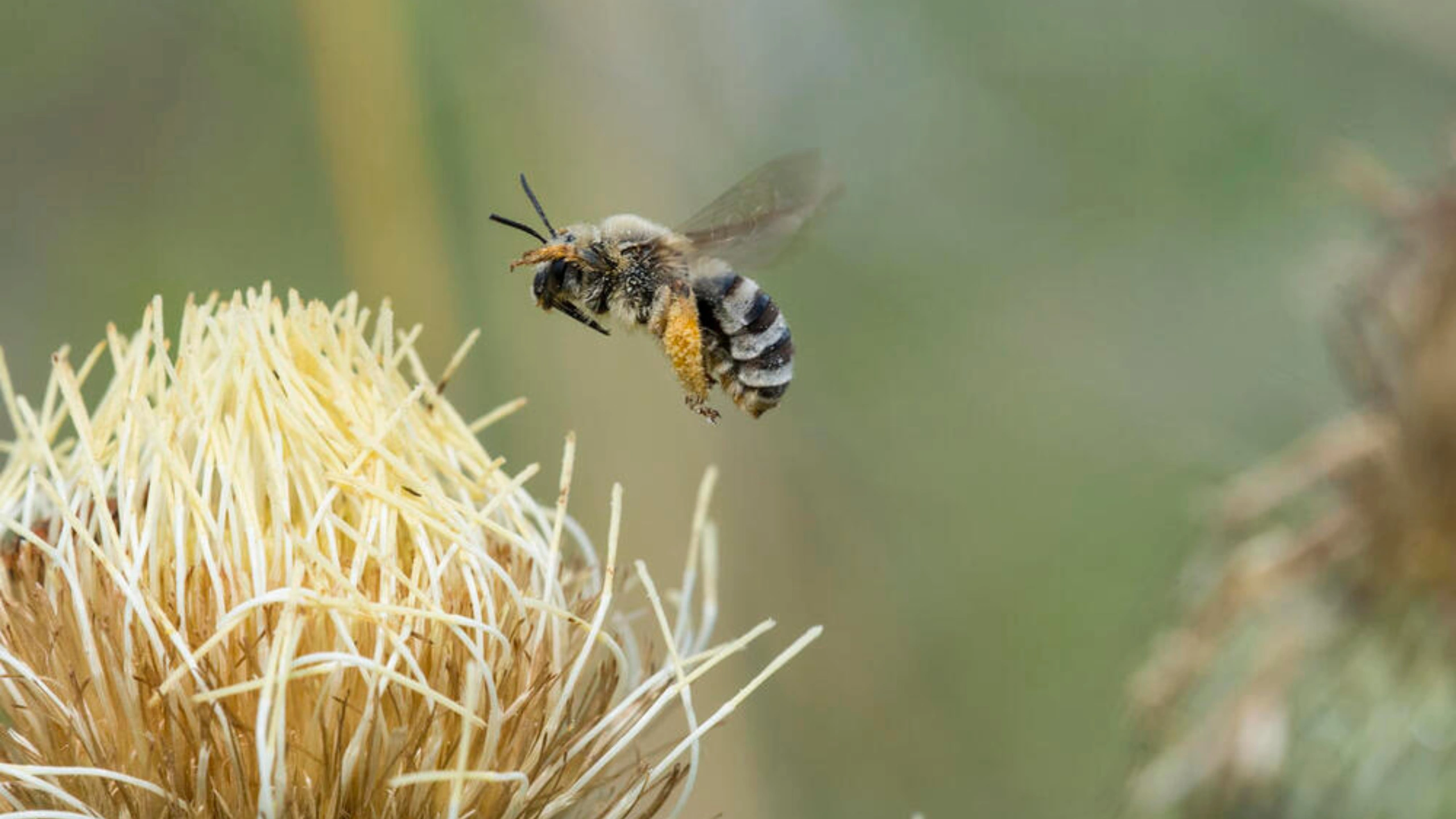 honey bee spiritual meaning