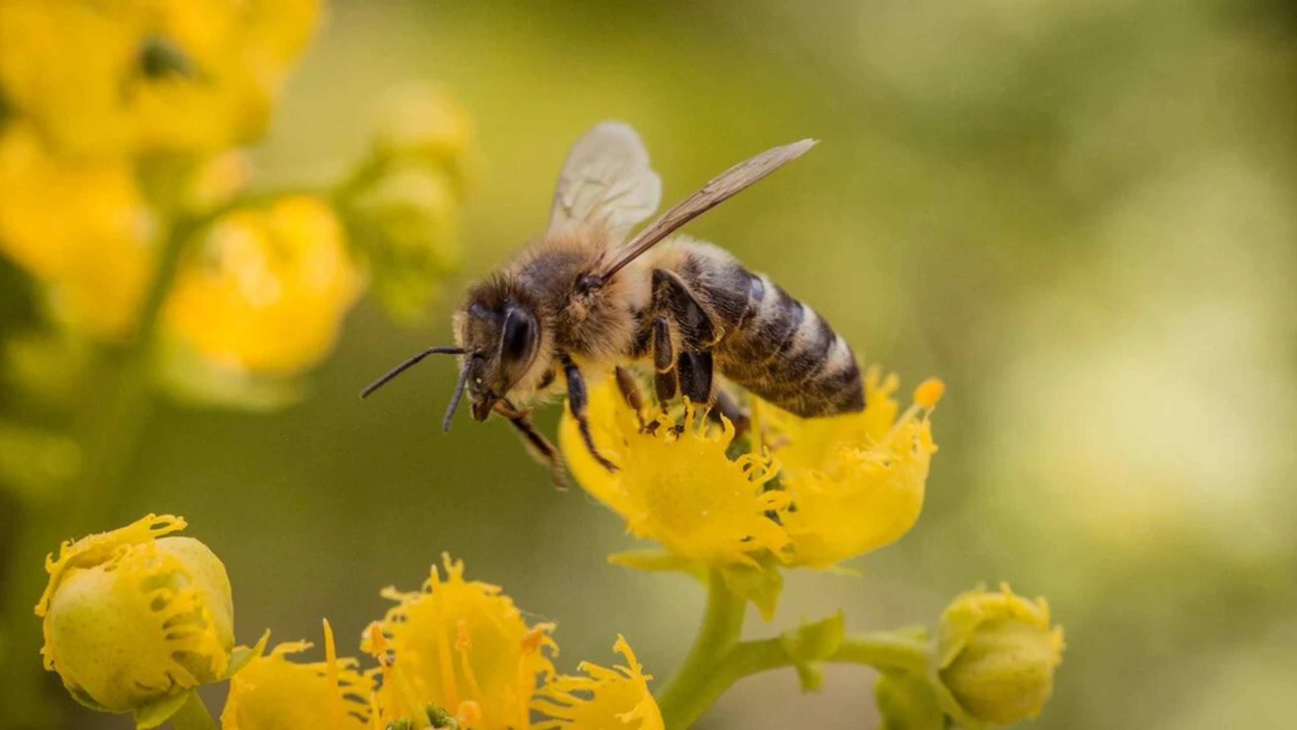honey bee spiritual meaning