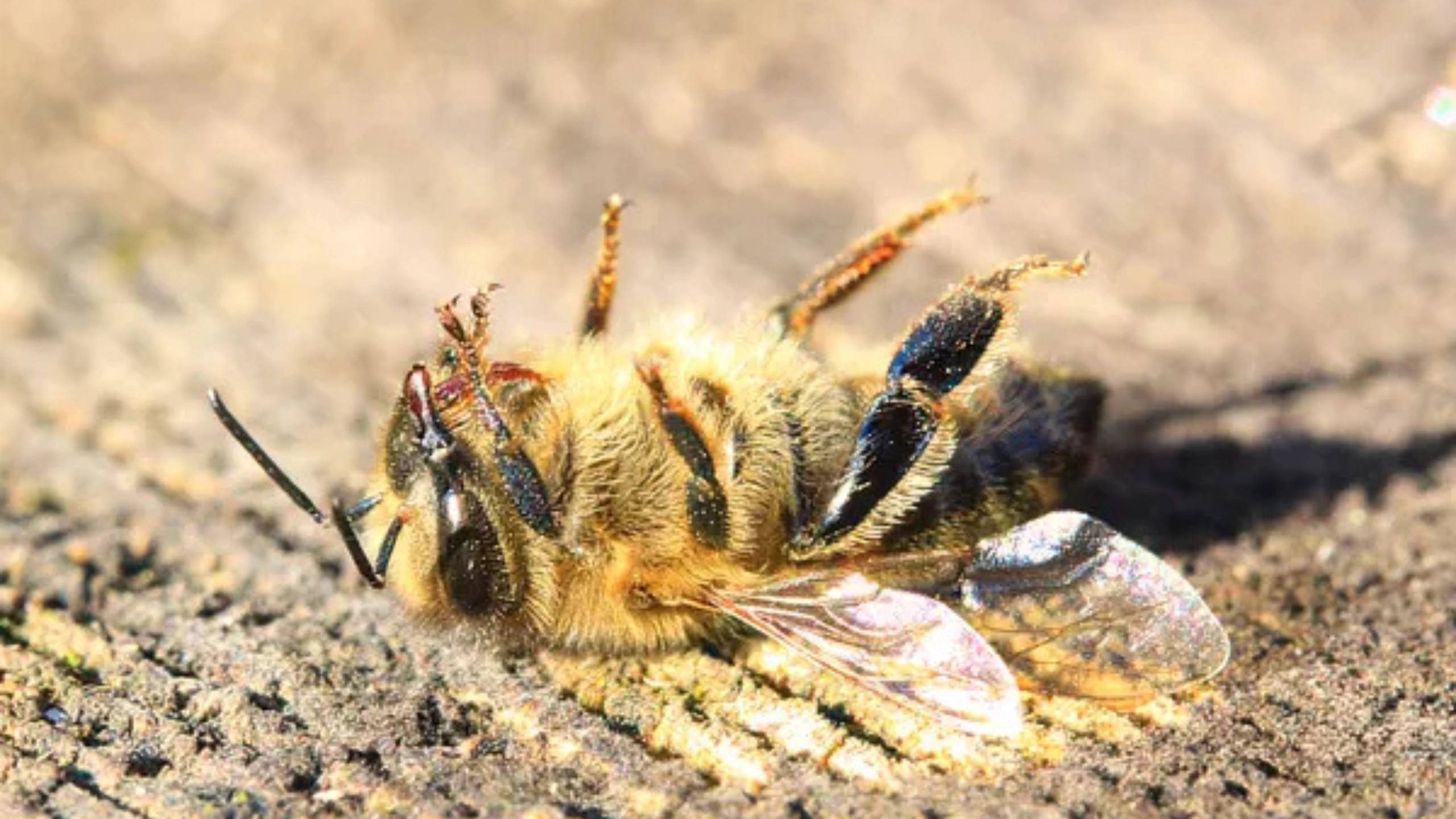 honey bee spiritual meaning
