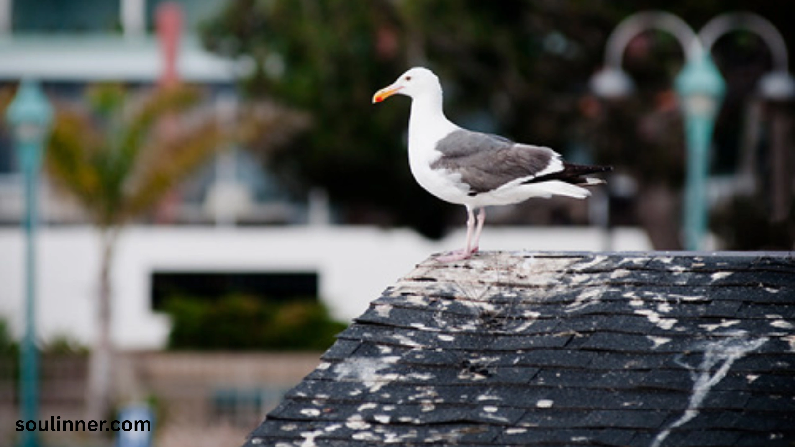 spiritual meaning of bird poop