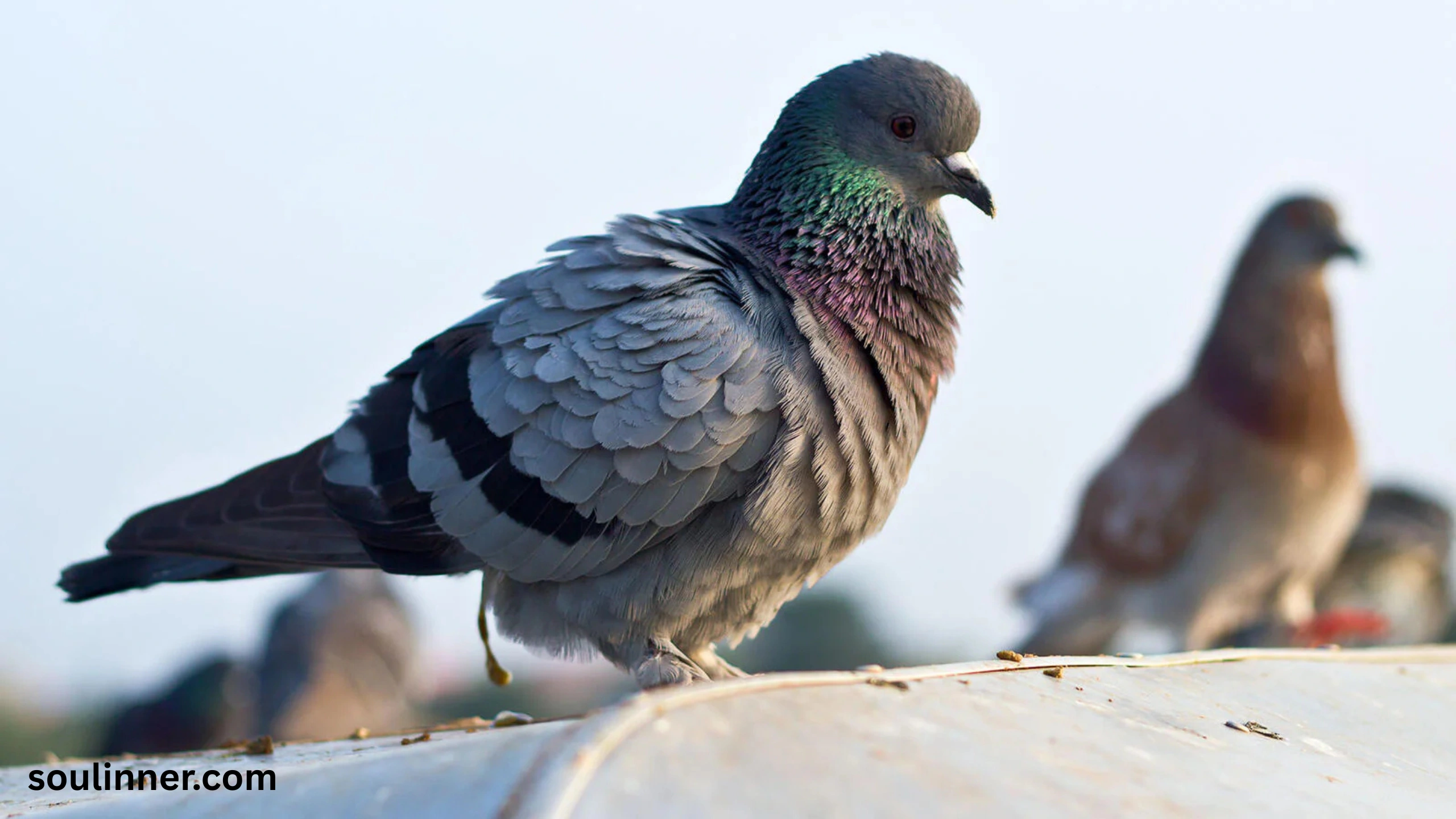 spiritual meaning of bird poop