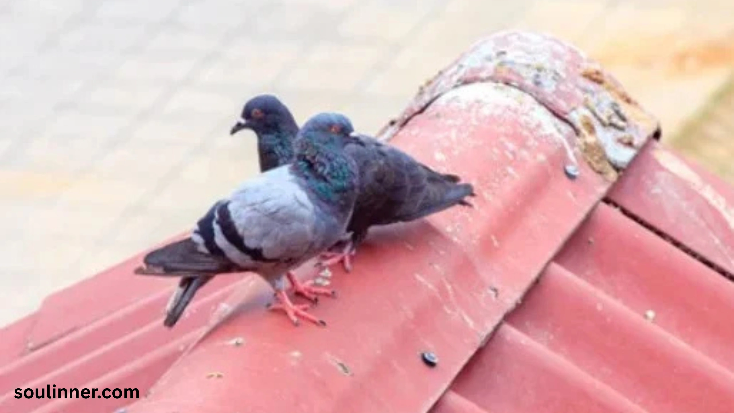 spiritual meaning of bird poop