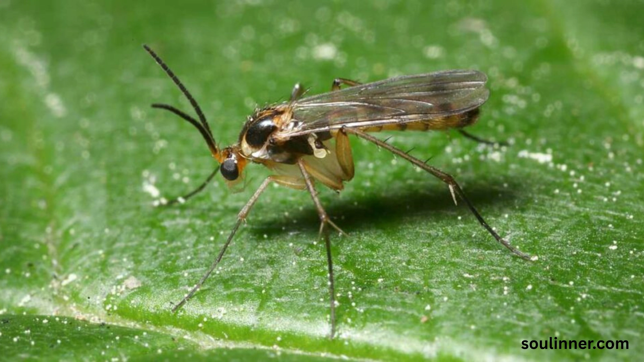 spiritual meaning of gnats in your house