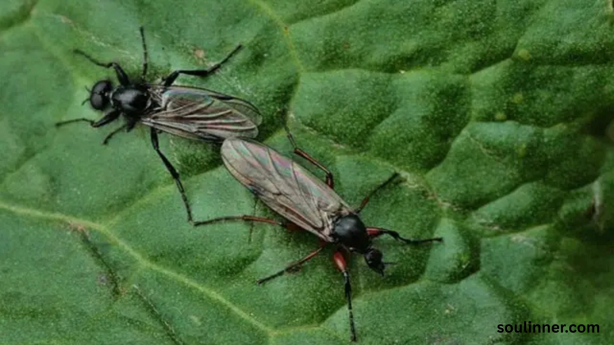 spiritual meaning of gnats in your house