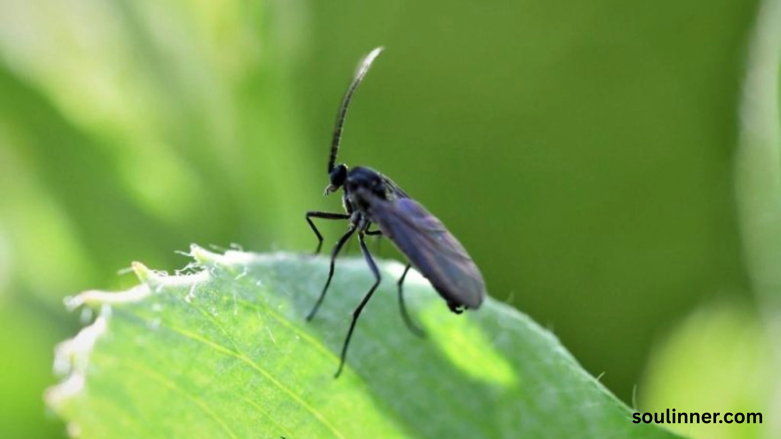 spiritual meaning of gnats in your house