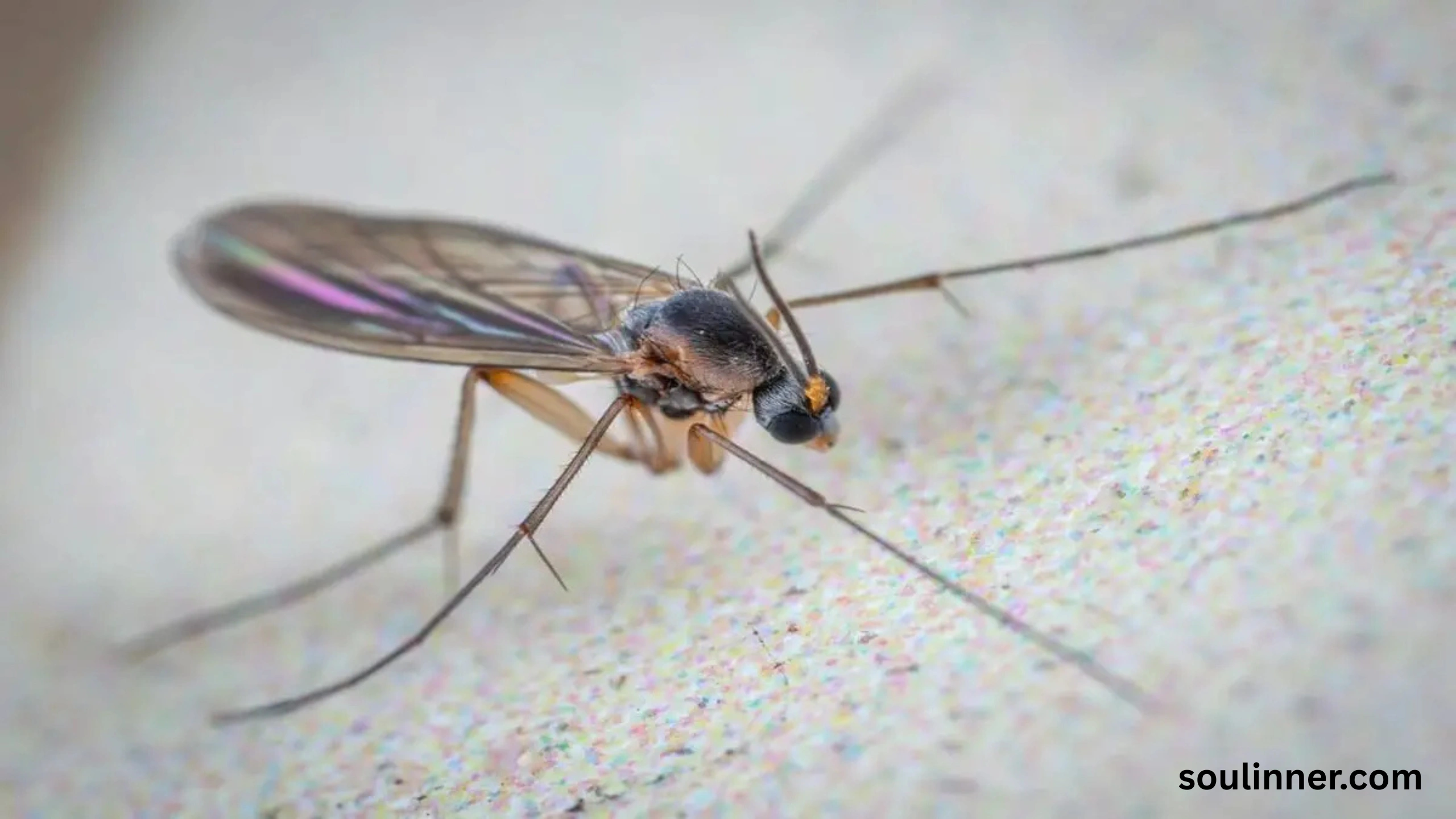 spiritual meaning of gnats in your house
