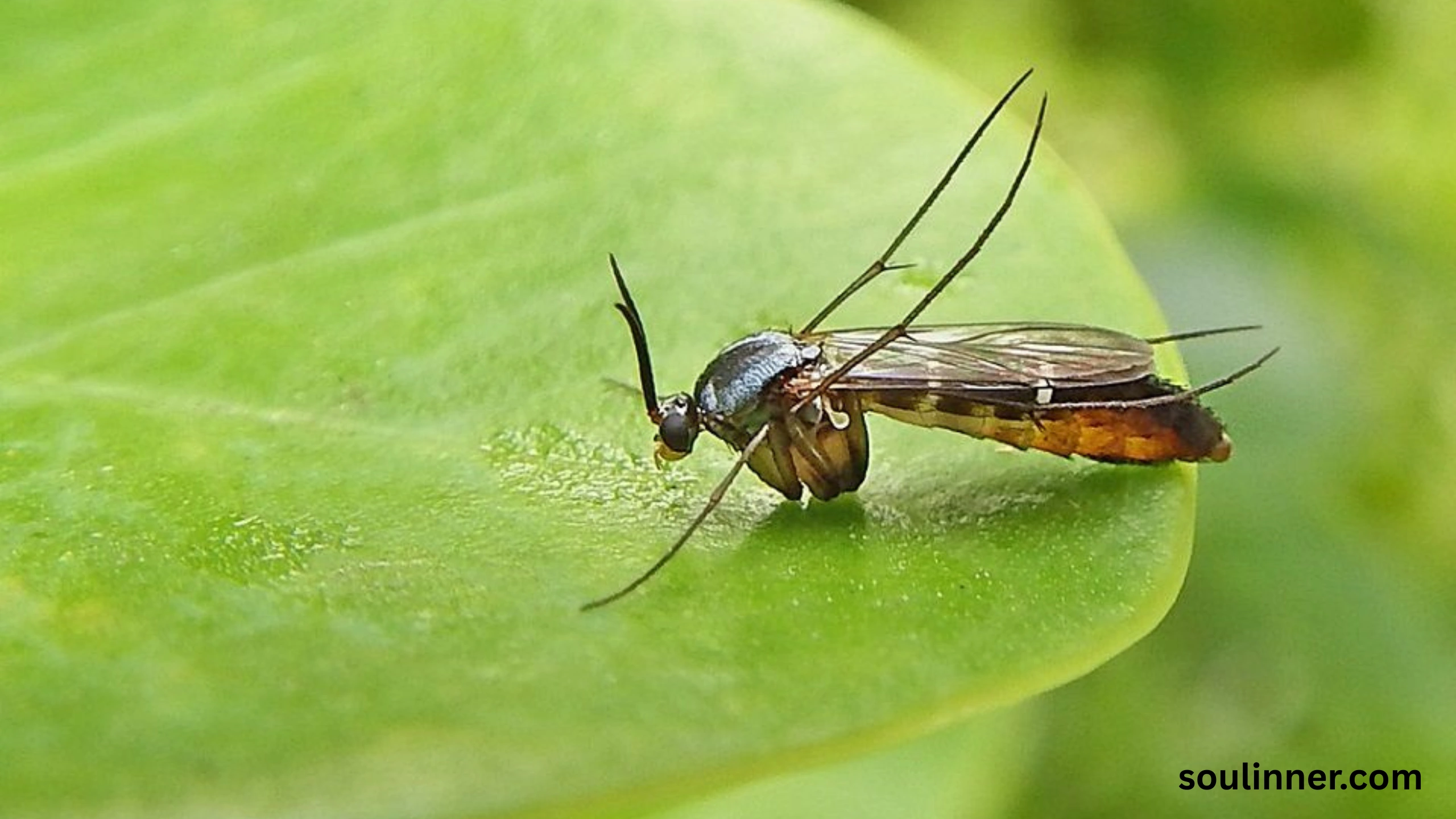 spiritual meaning of gnats in your house