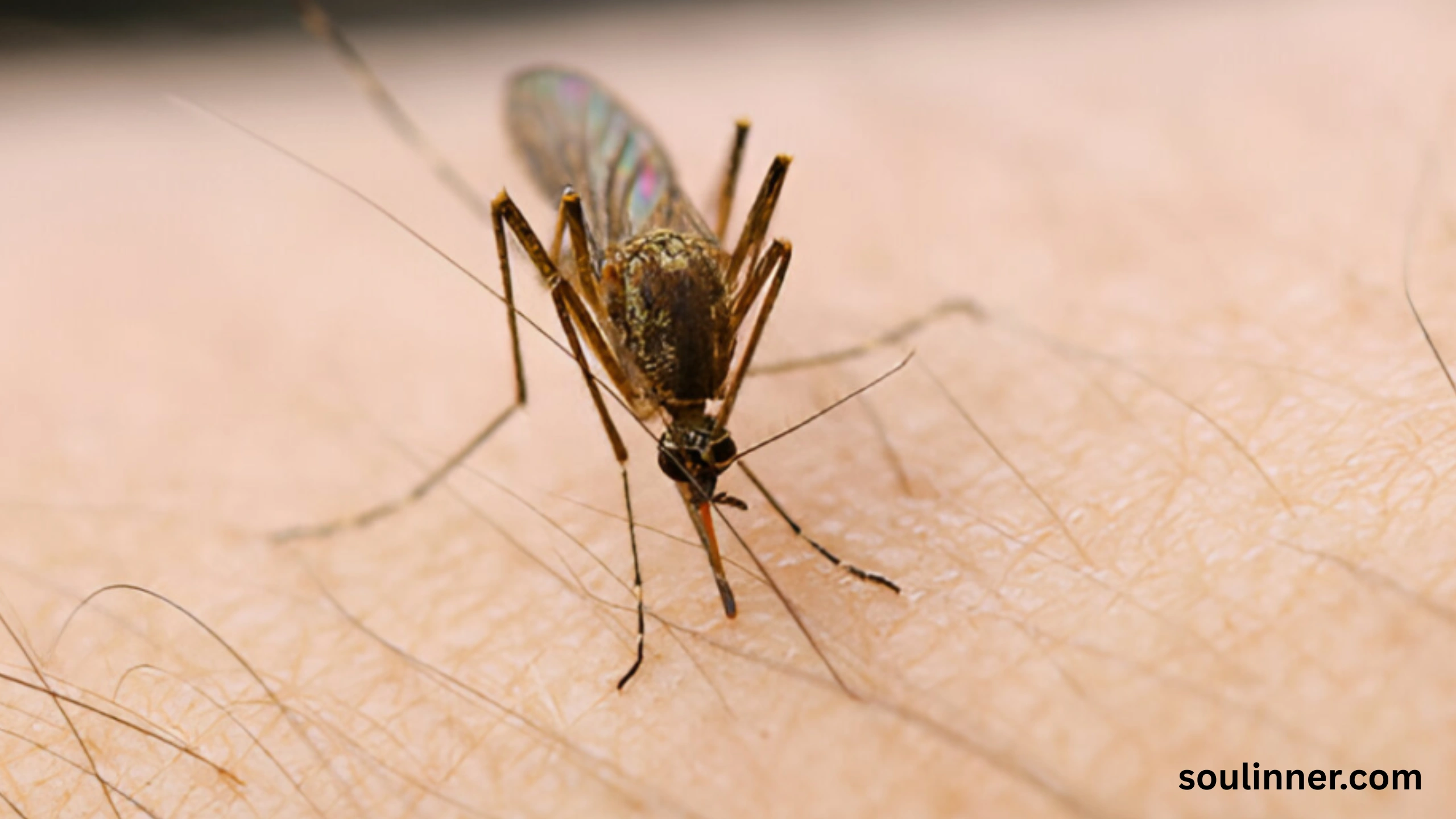 spiritual meaning of gnats in your house