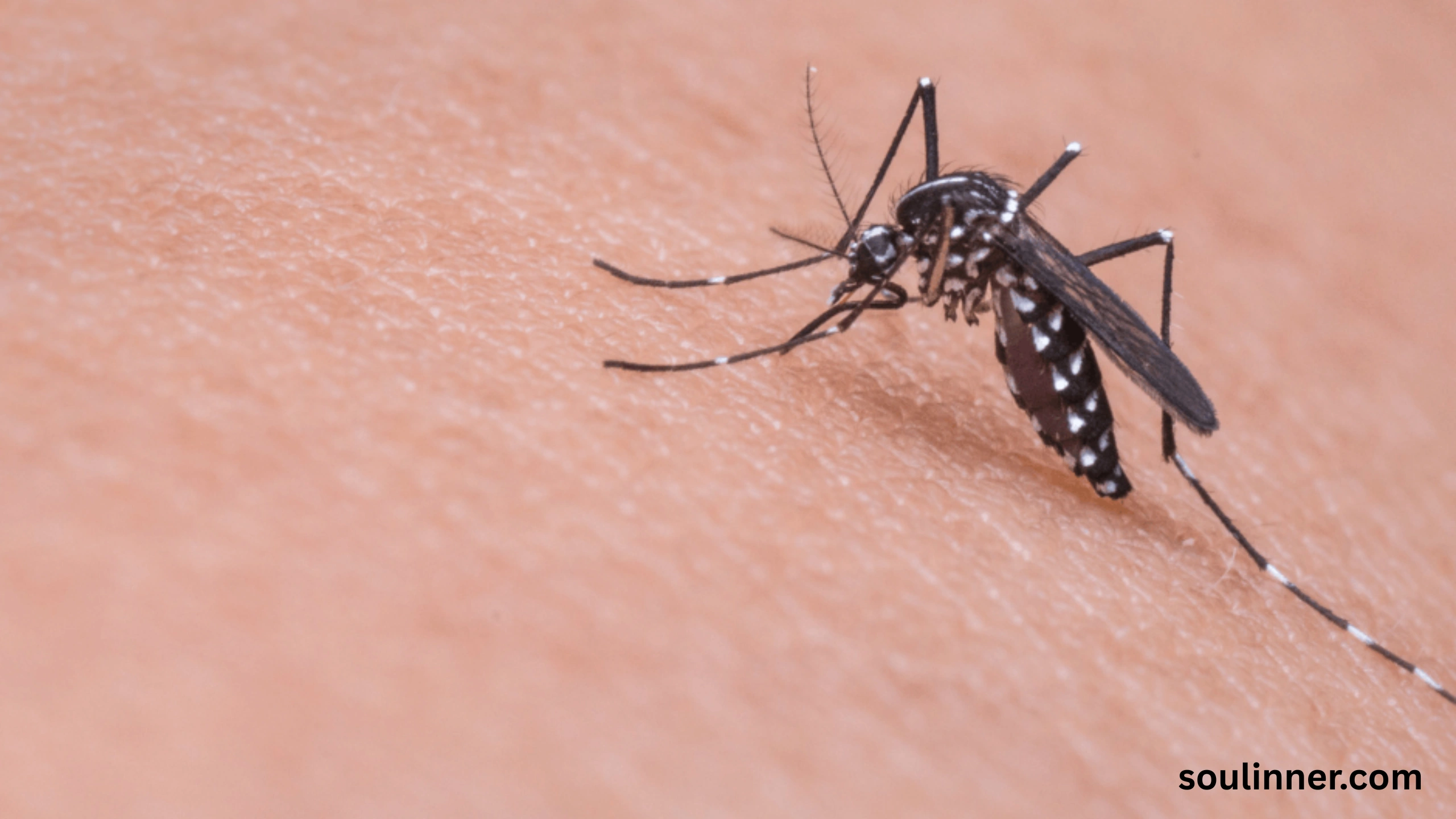 spiritual meaning of gnats in your house